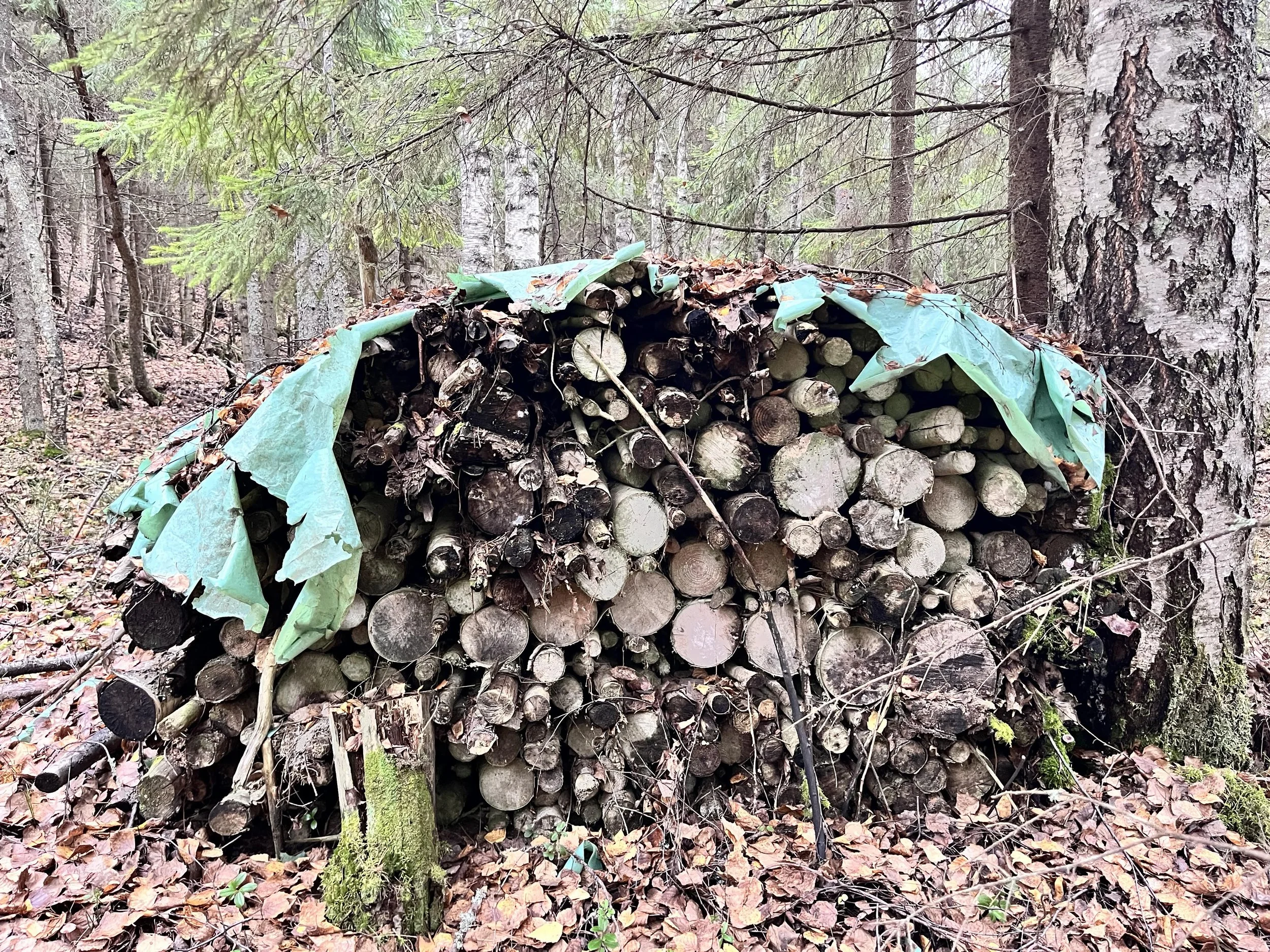 Metsässä pressulla peitetty halkopino koivujen ja kuusien keskellä