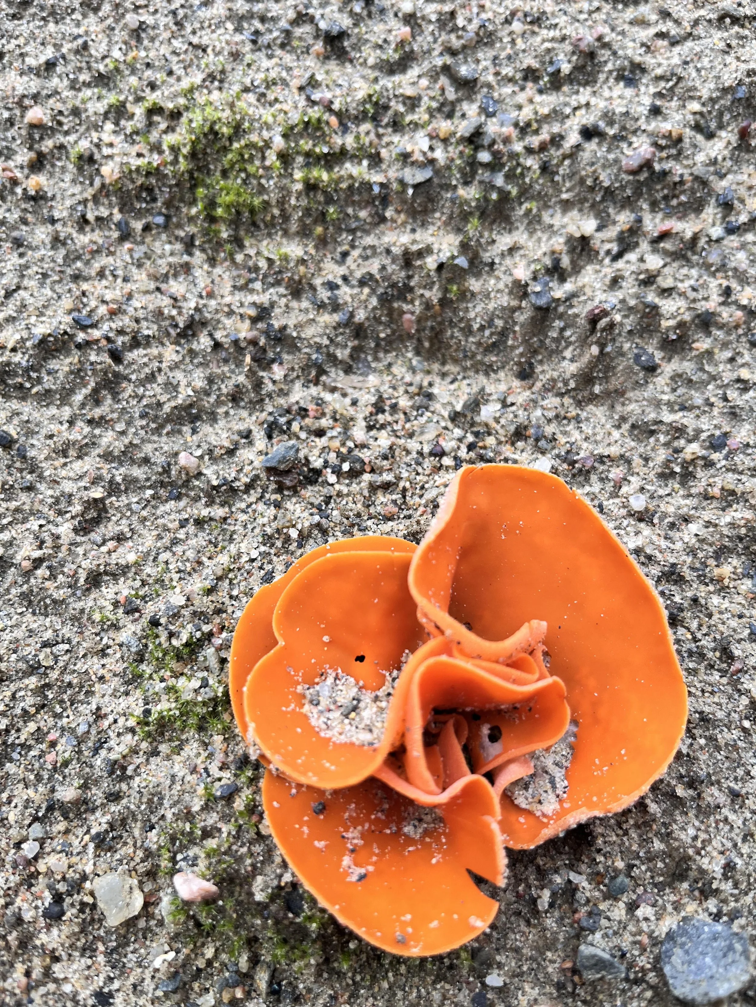 Lähikuva kivisestä, hiekkaisesta maasta, jossa kasvaa sammalta ja oranssi sieni.