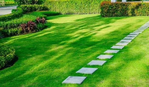 A well-maintained green lawn with a stepping stone pathway and shrubbery in the background.