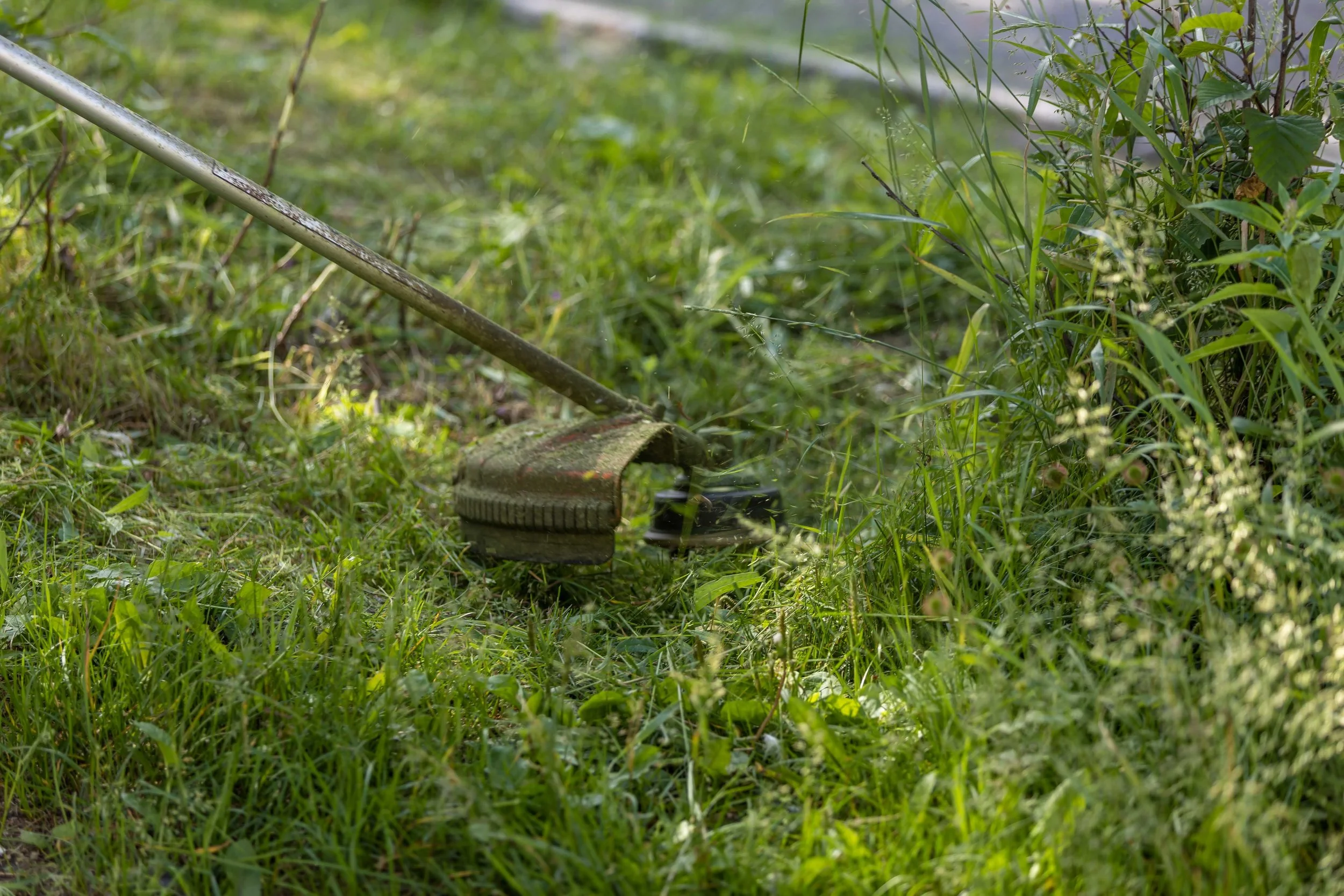 Garden with grass, plants, and a rusty garden rake lying on the ground.