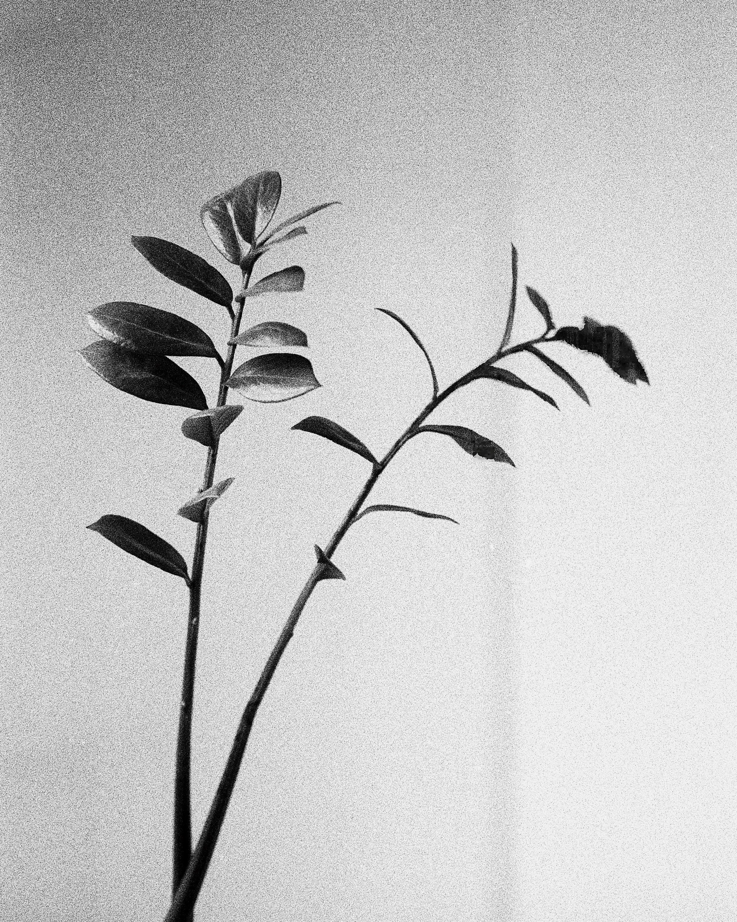 A black-and-white photo of a plant with slender stems and leaves, some of which are elongated and pointed, against a textured background.