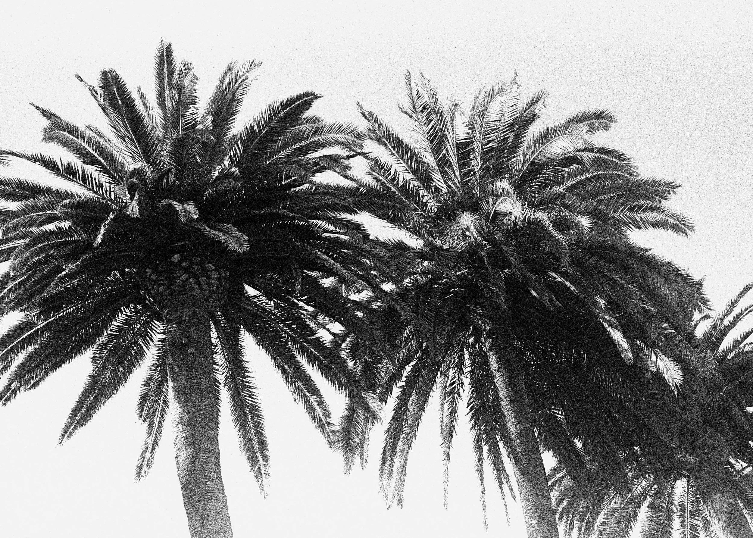Black and white photo of palm trees viewed from below.