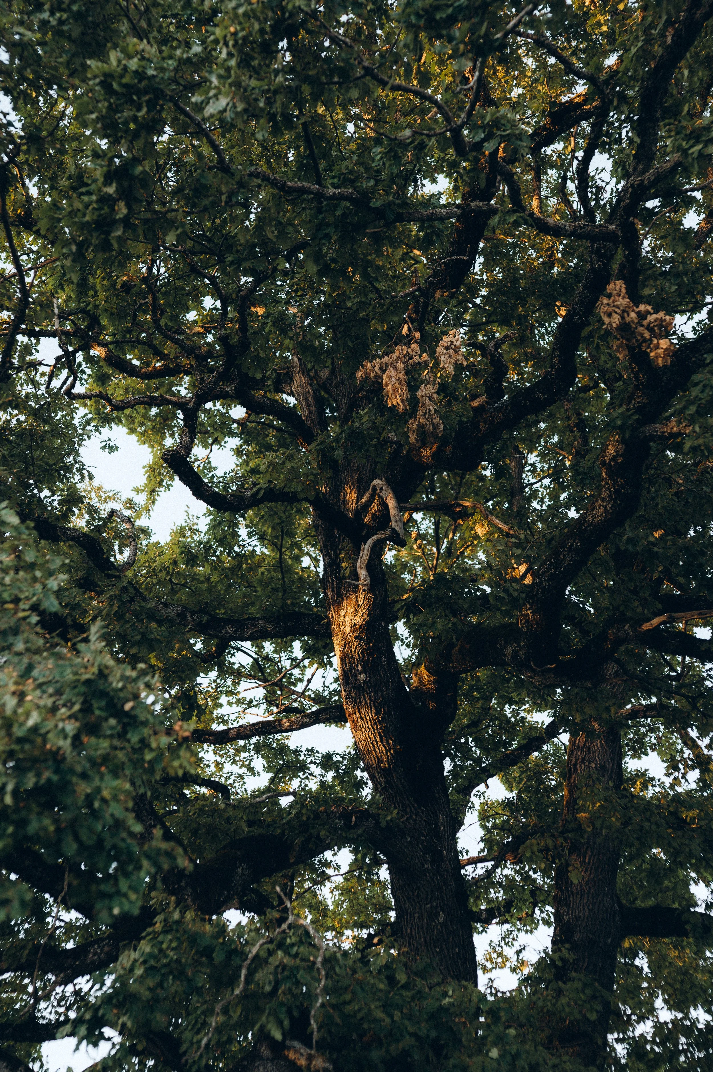 Ein großer Baum mit dichten grünen Blättern und dicken Ästen, Blick nach oben zur Baumkrone, Sonnenlicht fällt durch die Blätter.