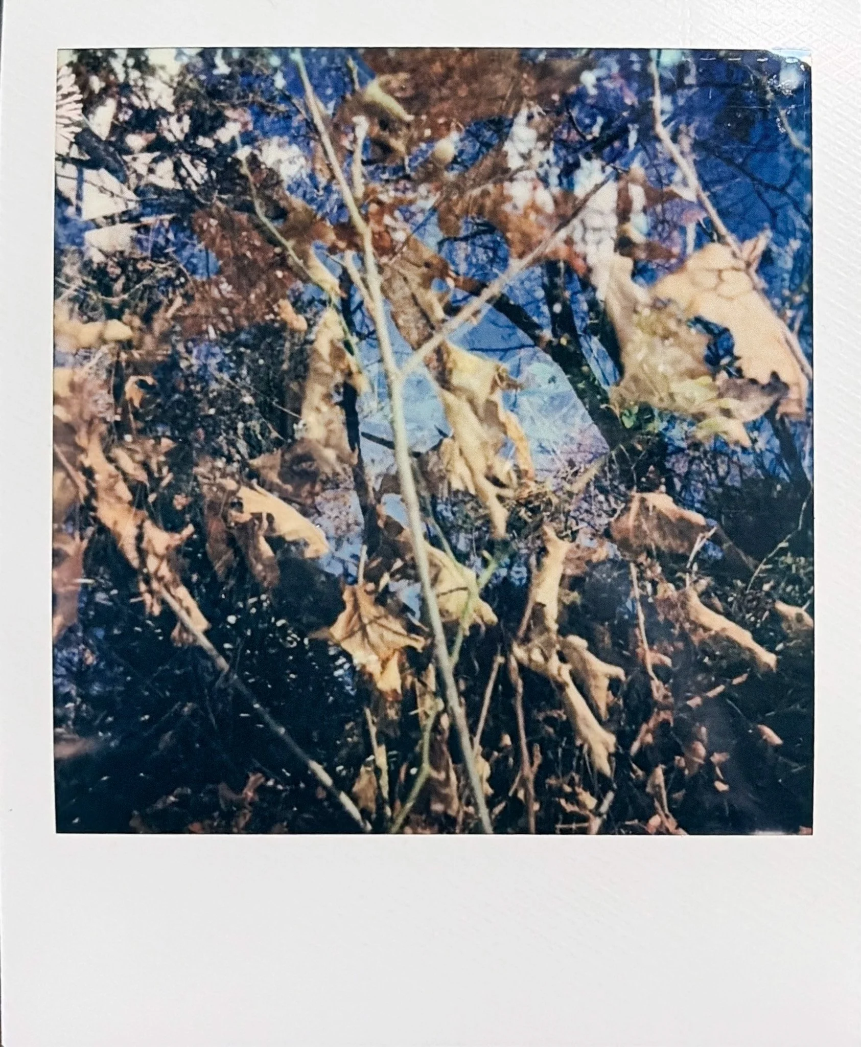 Nature film photography New England.