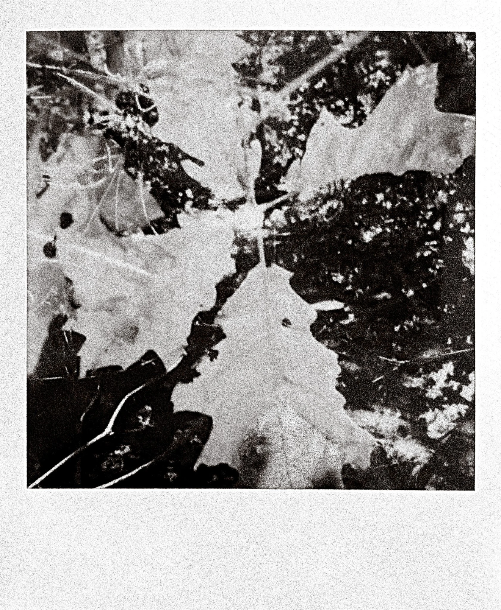 Black and White experimental photography New England.