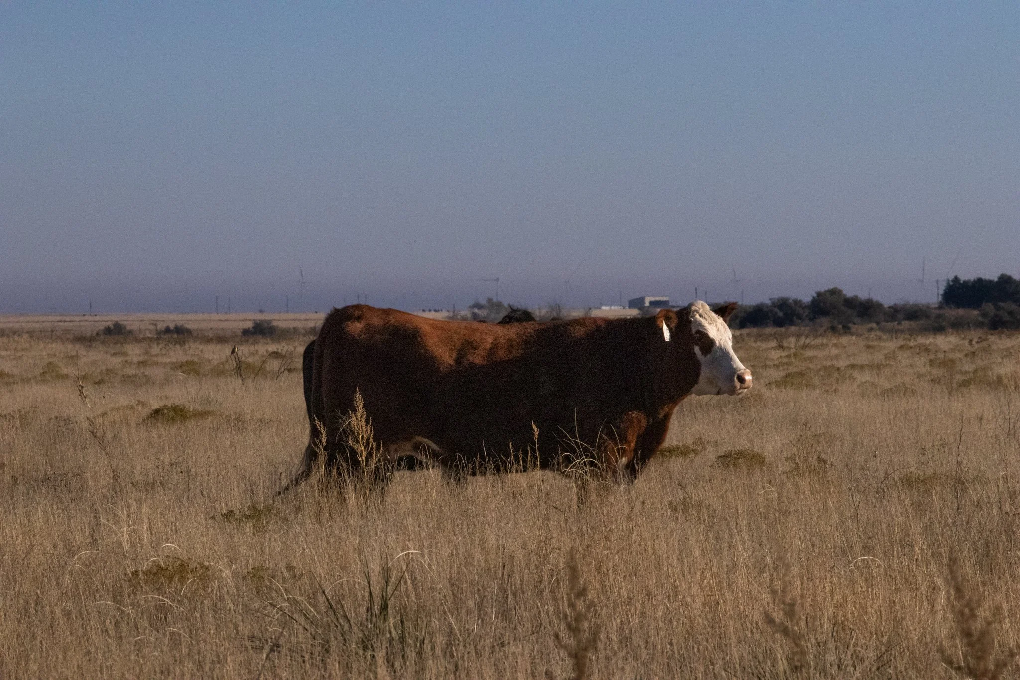 meruscows-2.JPG