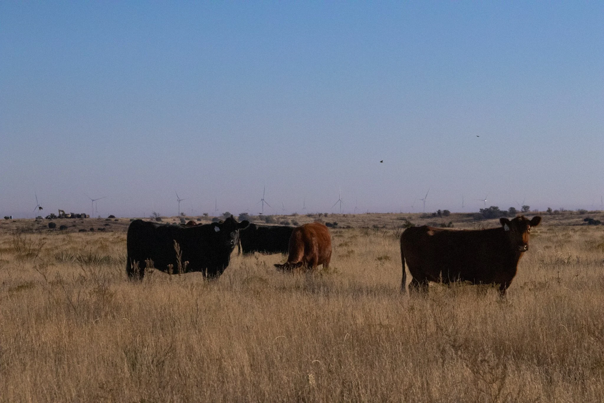 meruscows-1.JPG
