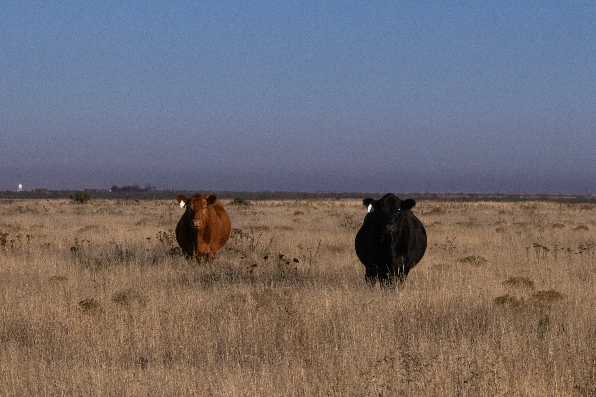 meruscows-3.JPG
