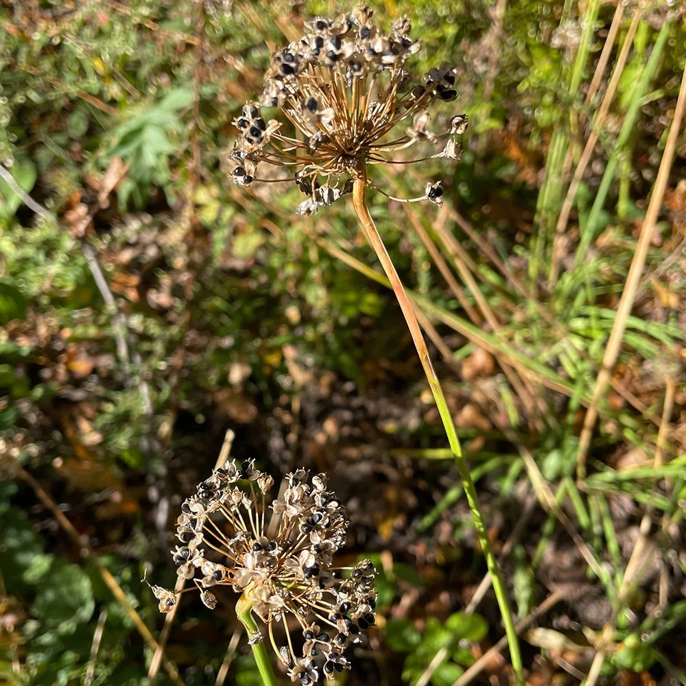 JB_BlogImages_0003_nodding onion going to seed 2026.jpg