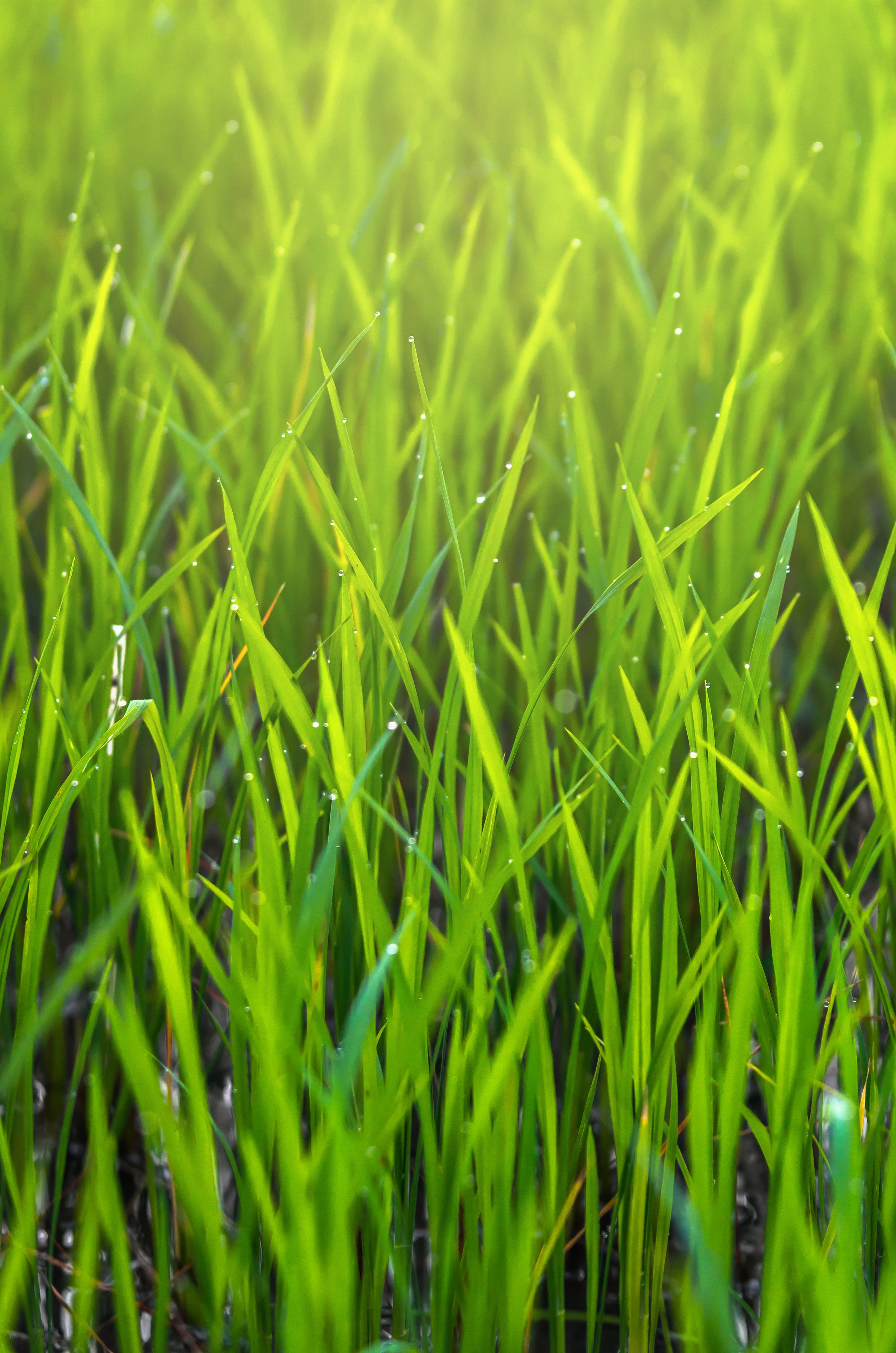 Close-up of healthy green grass with morning water droplets