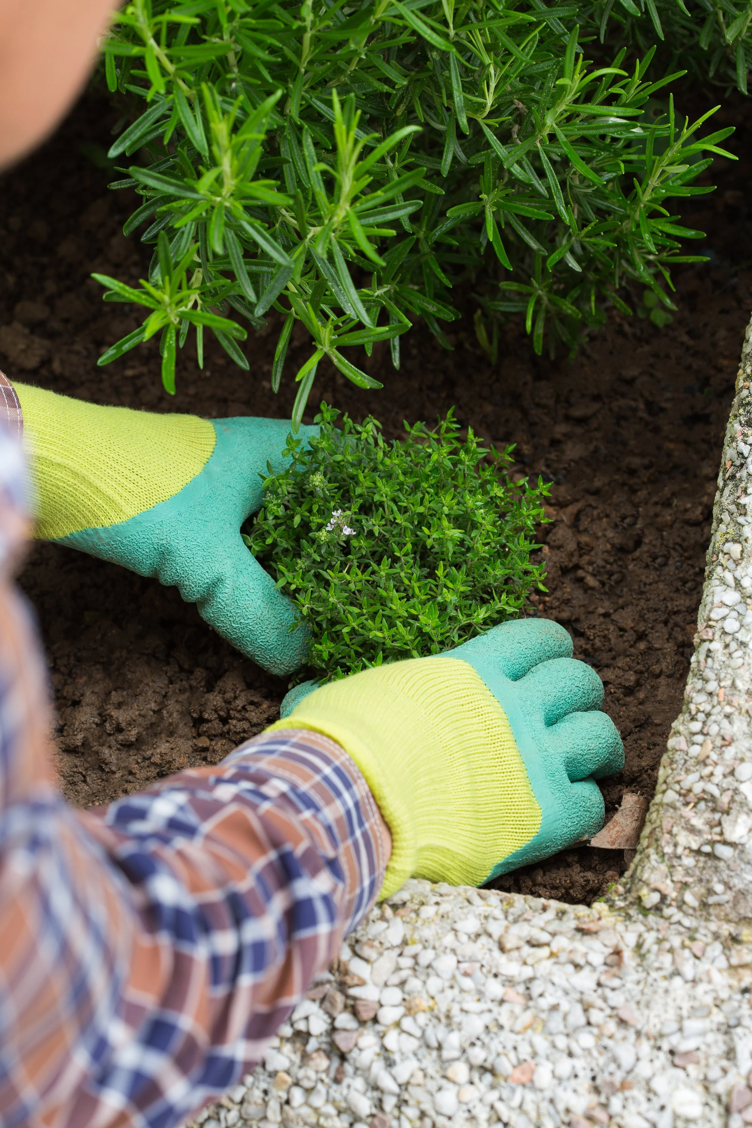 Landscape professional planting greenery in a landscaped bed