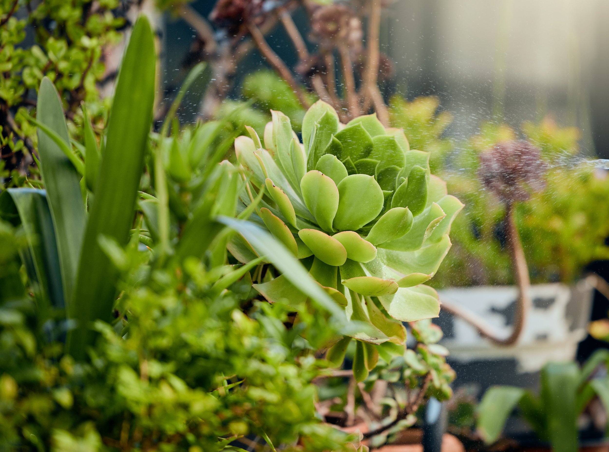 Stressed Plants and How to Care for Them