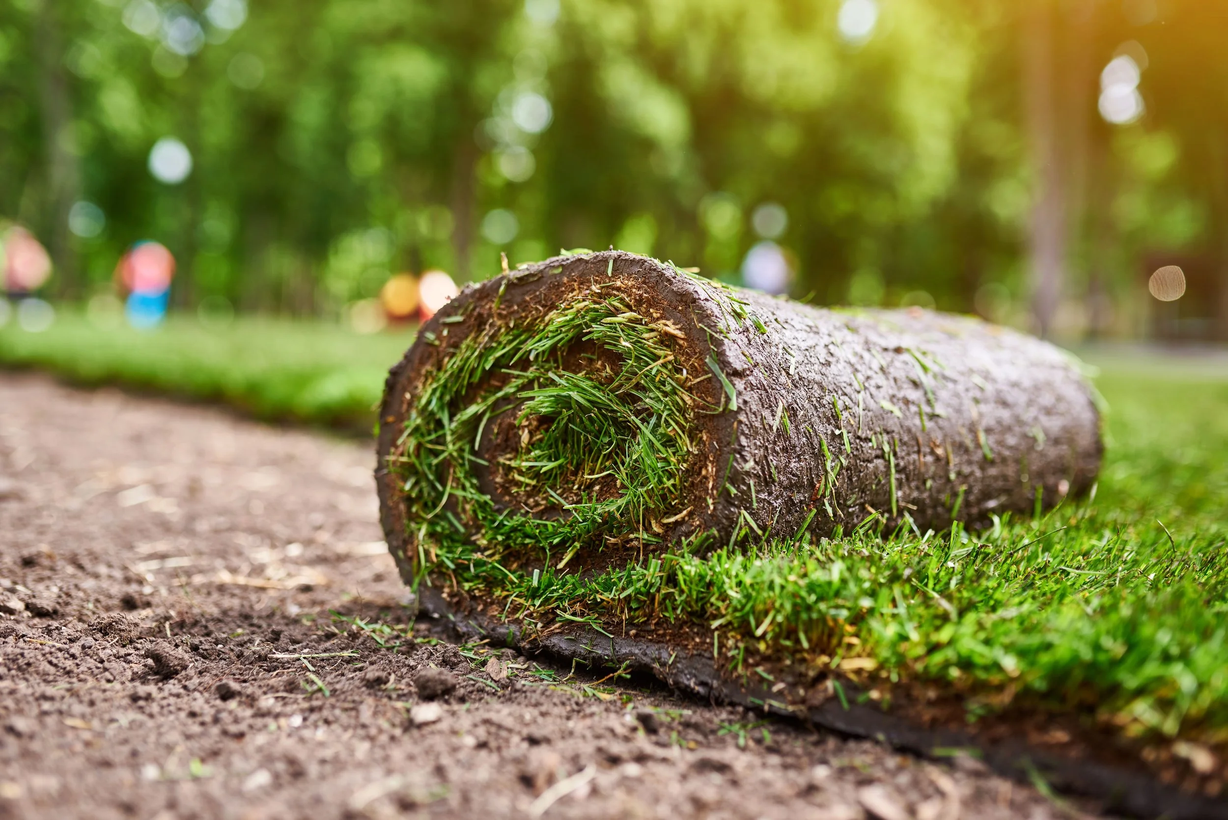 Roll of fresh turf being installed in a landscaped area