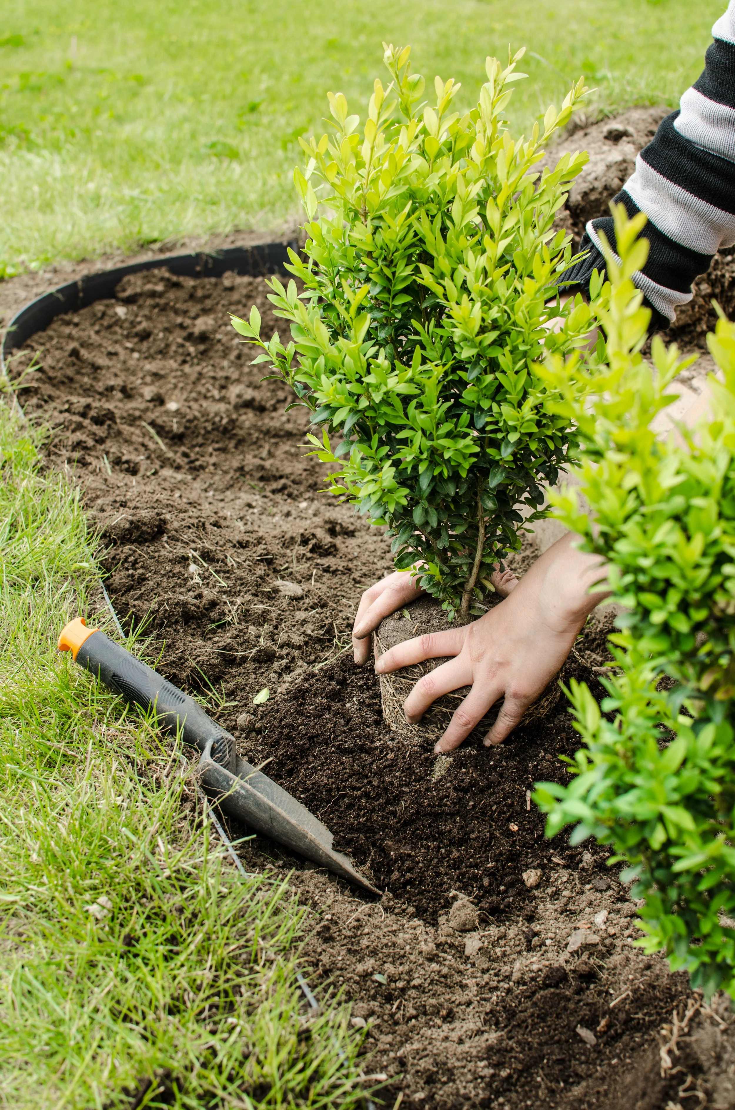 Hands planting a shrub in a landscaped bed.