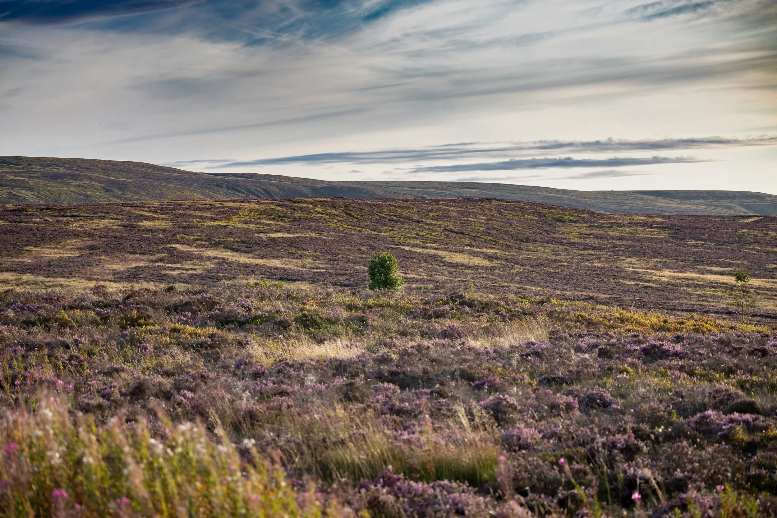 Photo of a moor covered in purple heather, with pink and white willowherb in the foreground and a single tree in the centre of the landscape