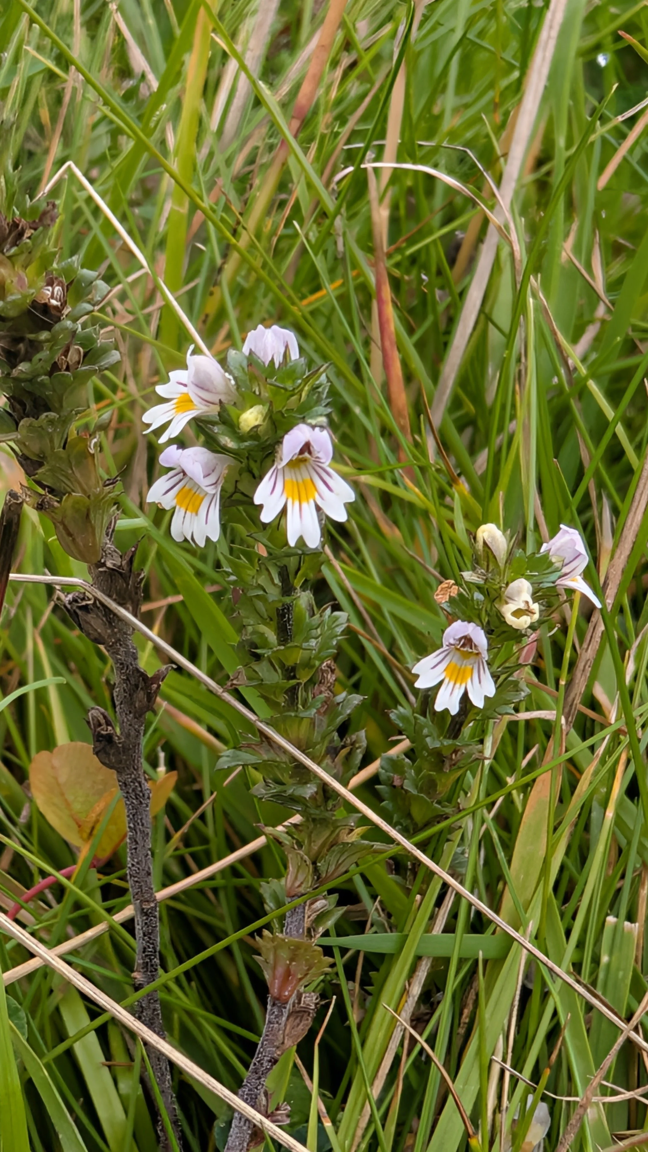Eyebright flowers, three white petals and one lilac, with purple streaks and a yolk-coloured centre