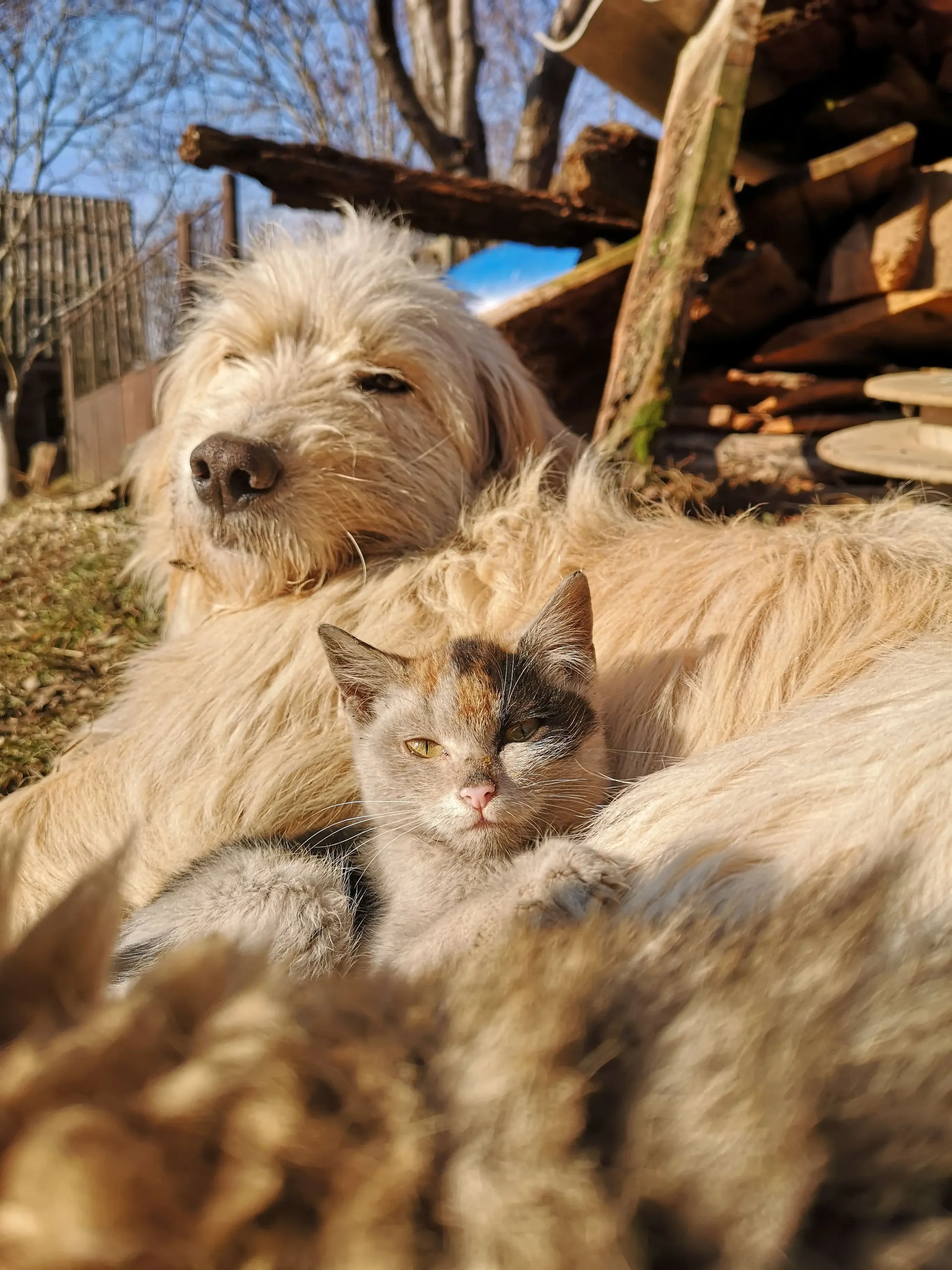 Natural Pet Care Ingredients