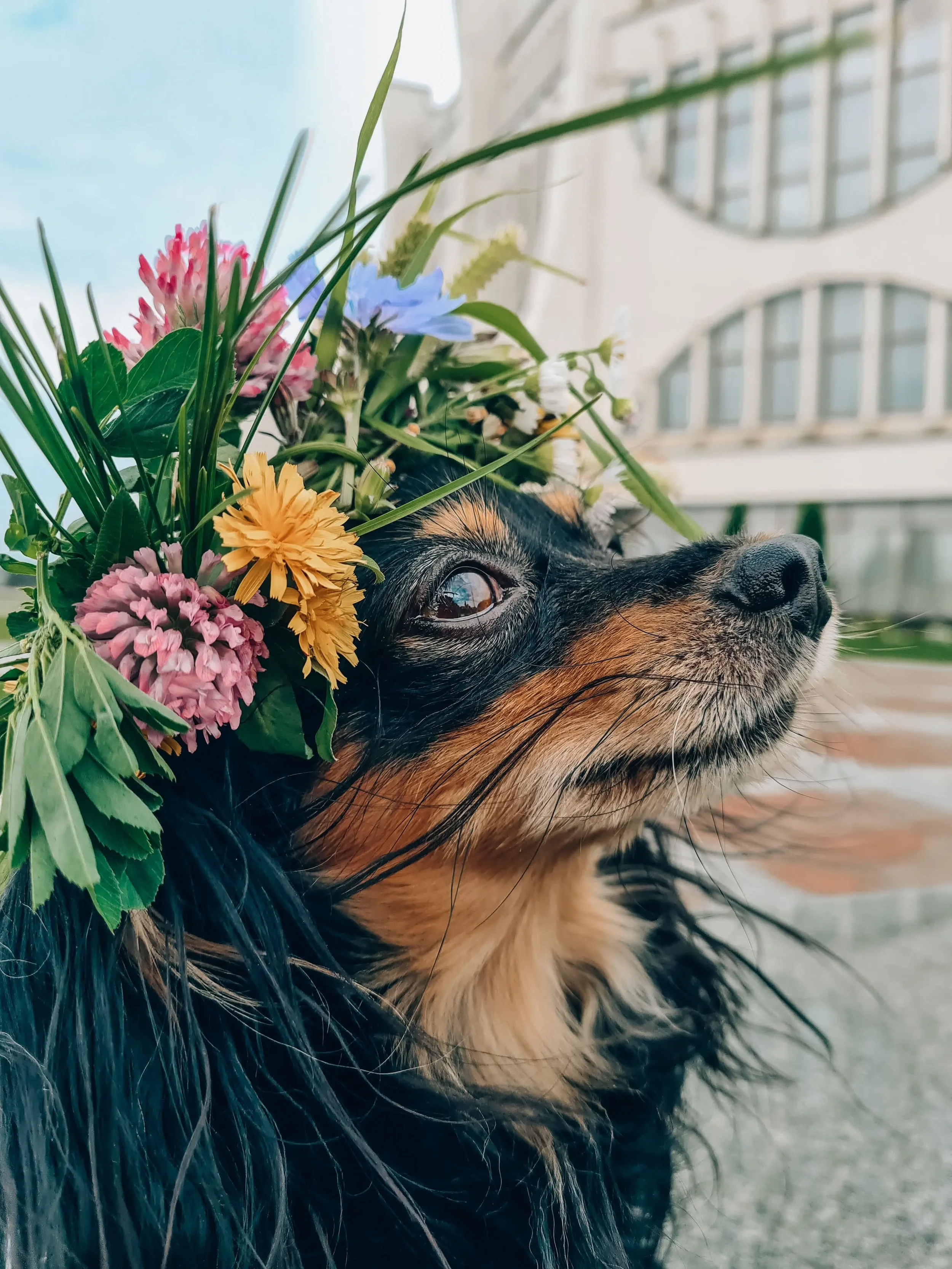 Fragrance for Pet Care