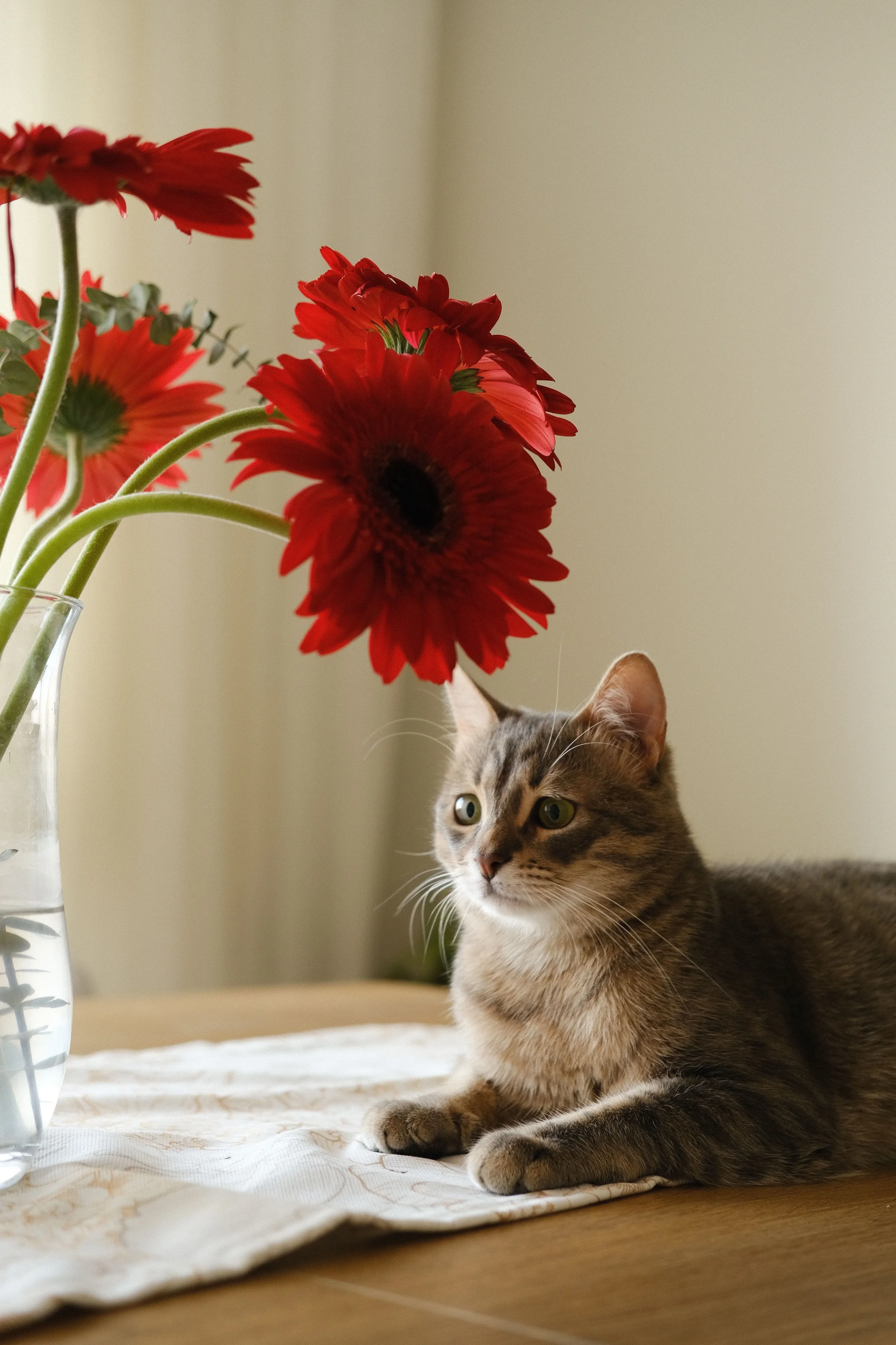 Fragrance Free Pet Care Ingredients