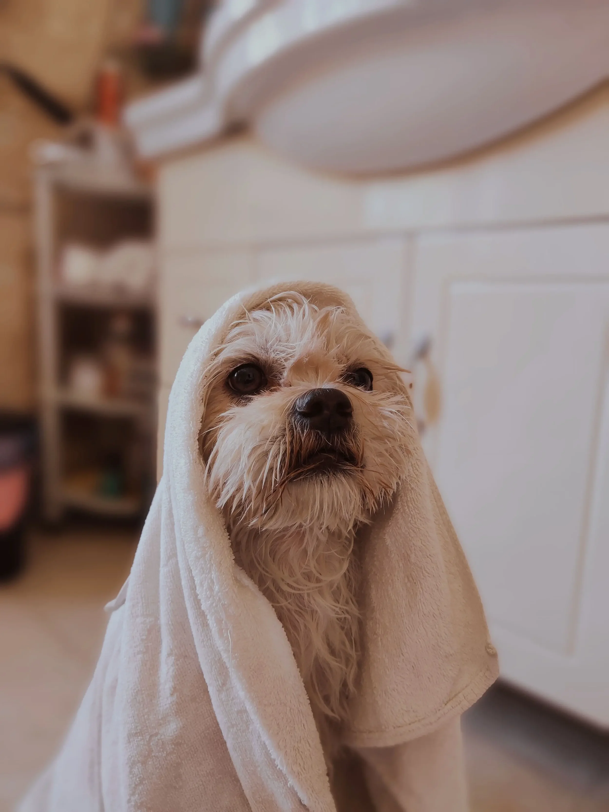 Pet Wipes Ingredients