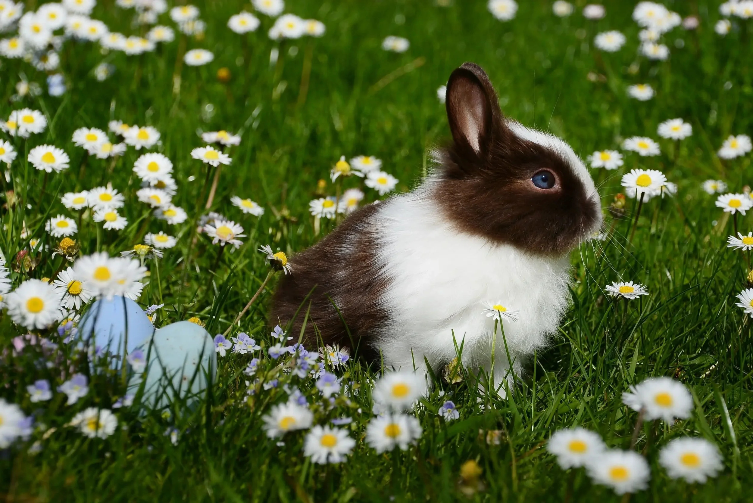 Botanical Extracts for Pet Care