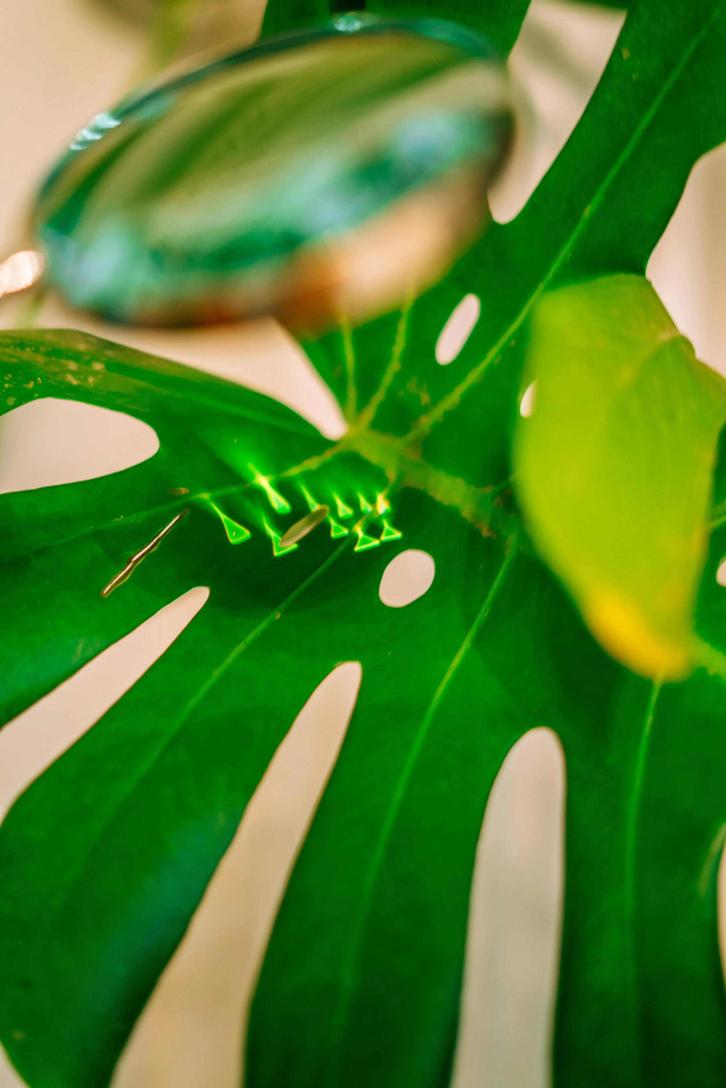Botanical Extracts with Actives