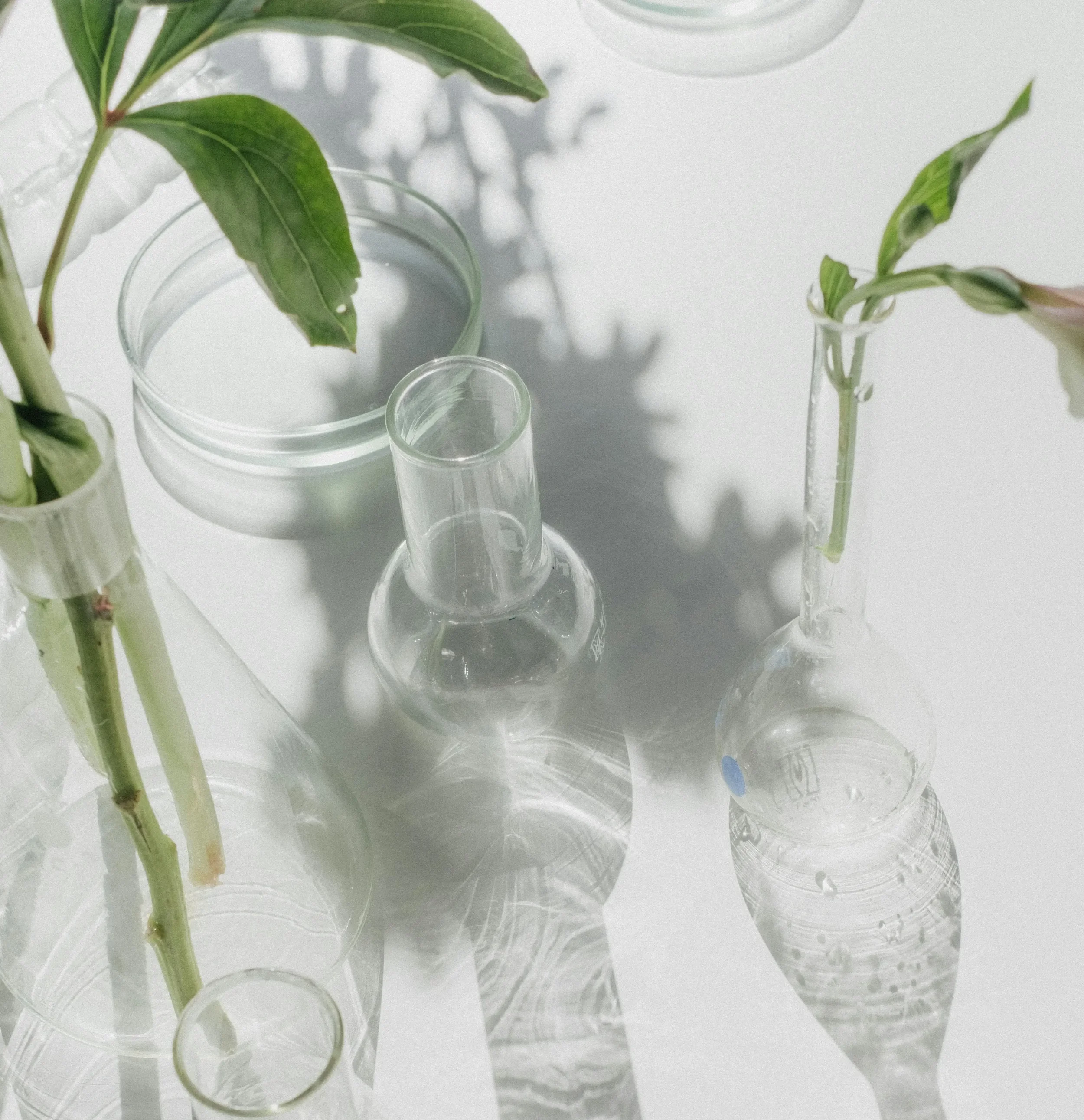 Botanical Extracts with Actives