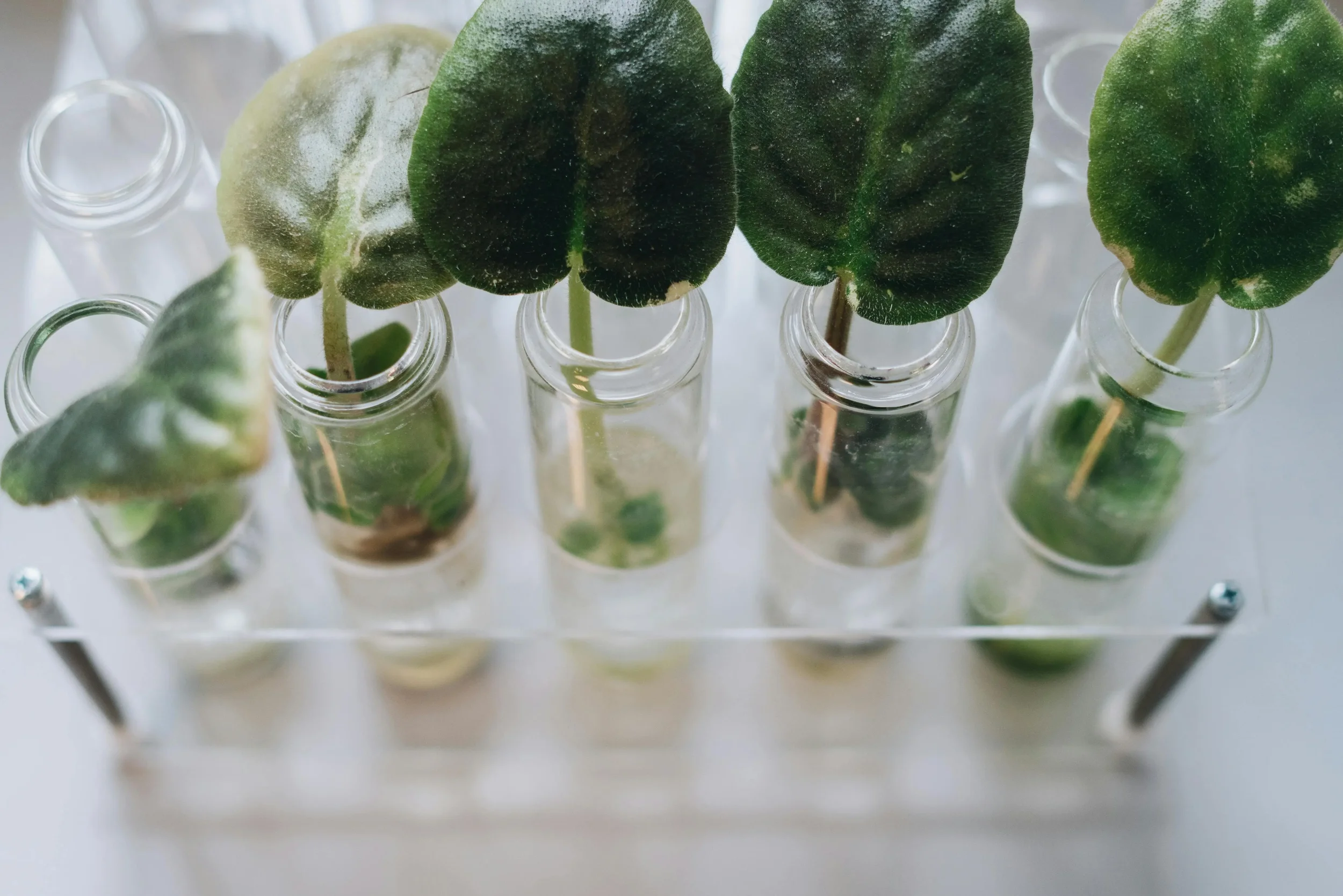 Botanical Extract PLUS Blends