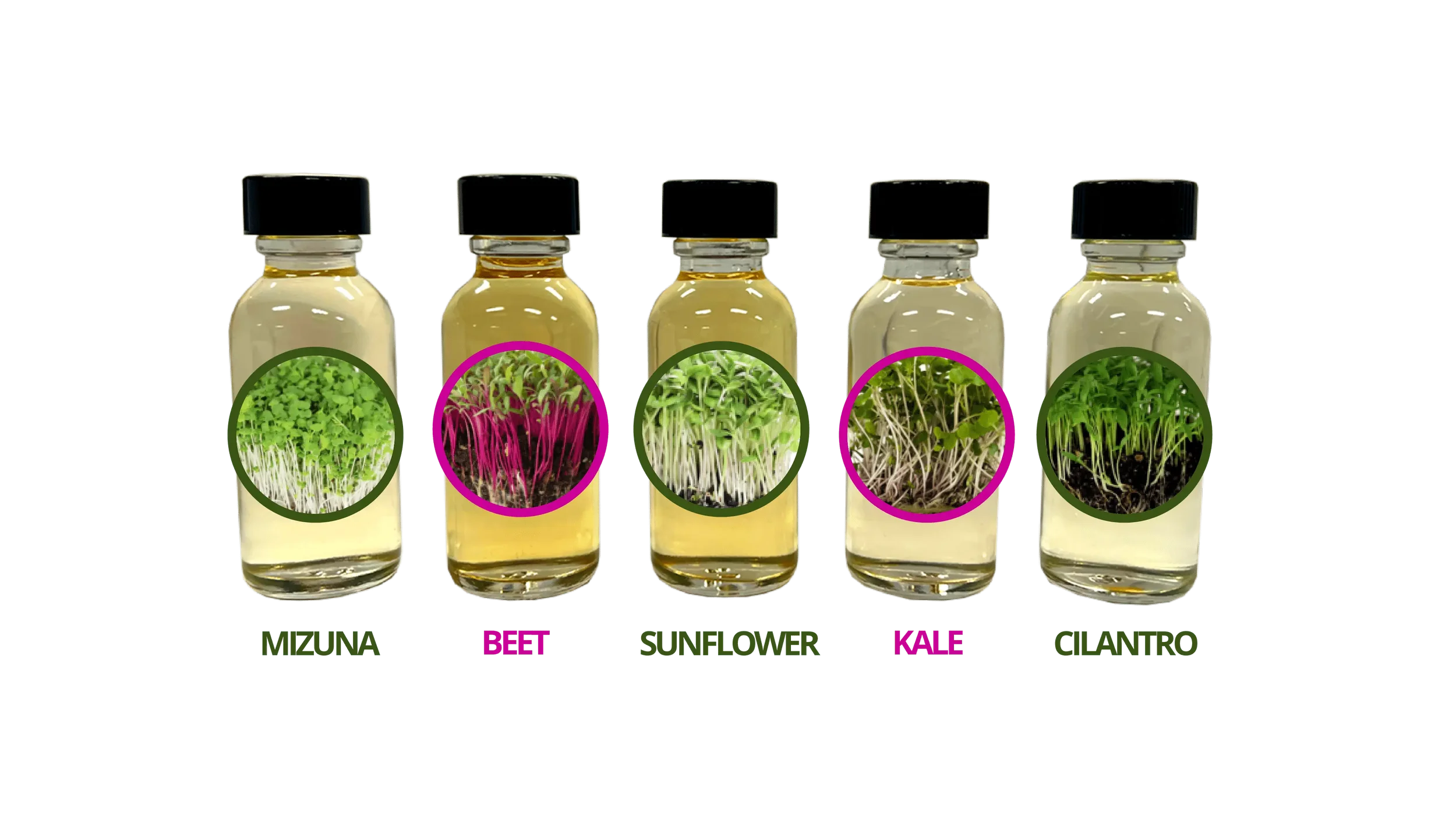 PhytoEssential Microgreen Ingredient for Skin Care Products