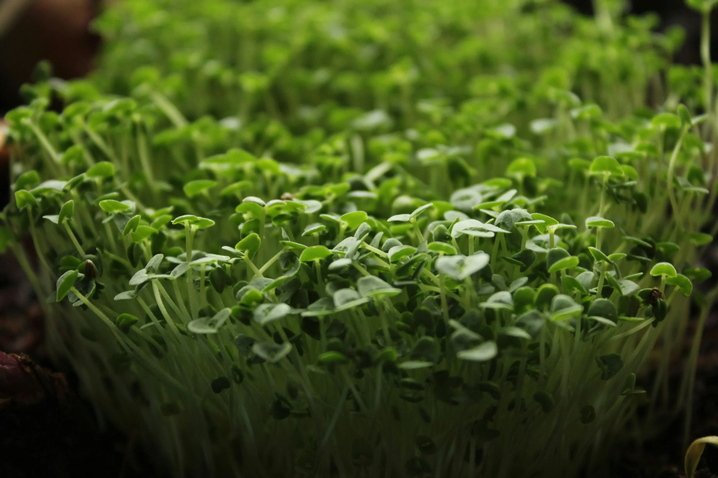 Microgreens Ingredients for Skin Care Products