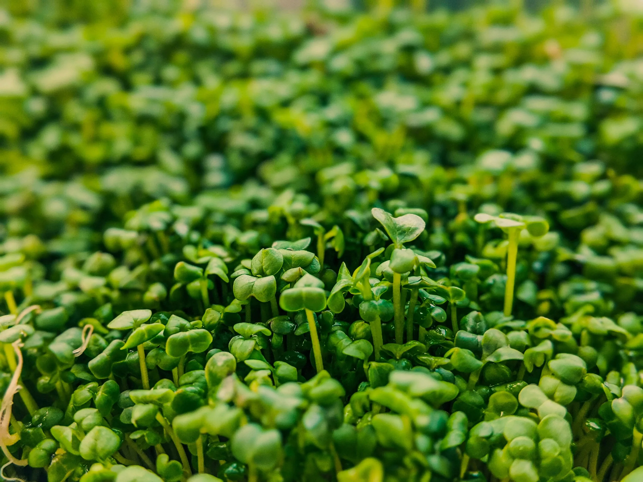 Microgreen Juice Ingredient for Personal Care