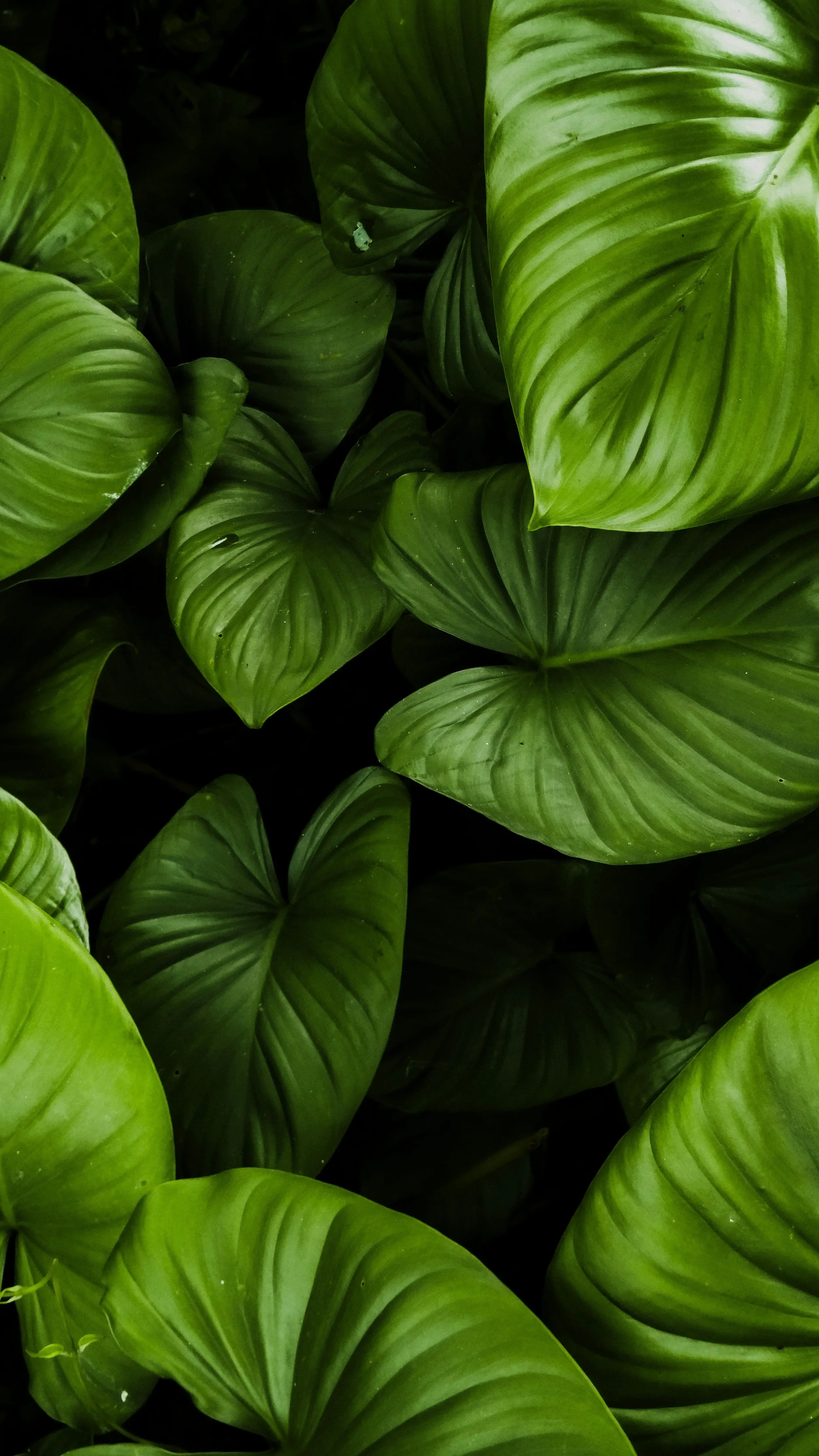 Certified Organic Botanical Extract Manufacturer