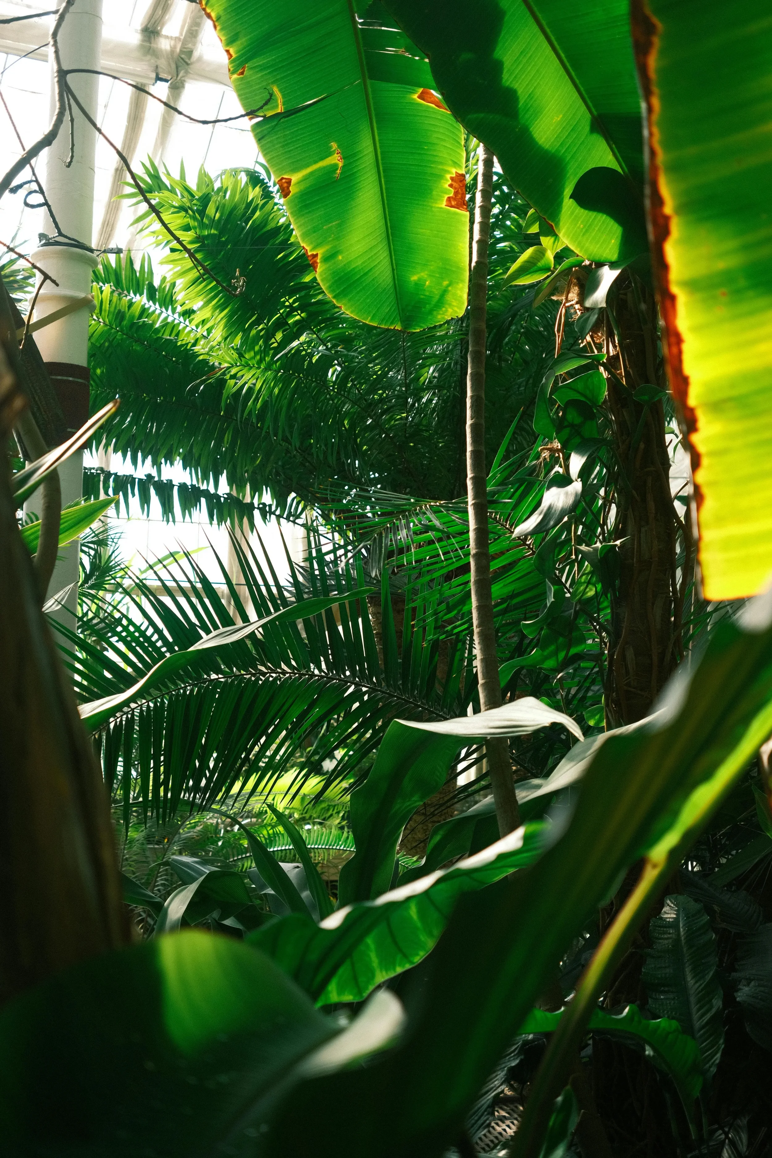 Custom Botanical Extracts Manufacturer USA