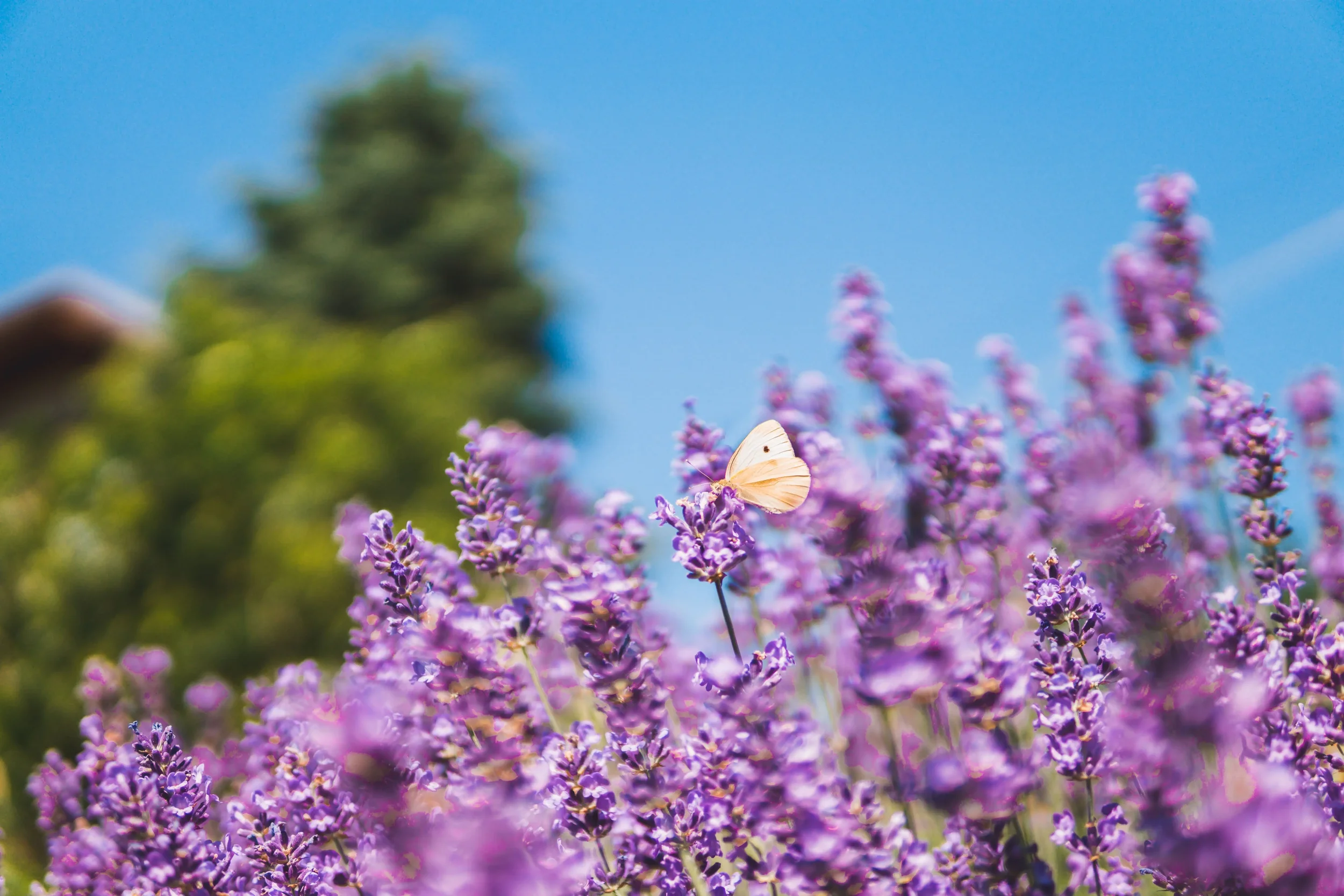 A butterfly perched on purple lavender flowers with a clear blue sky in the background.
