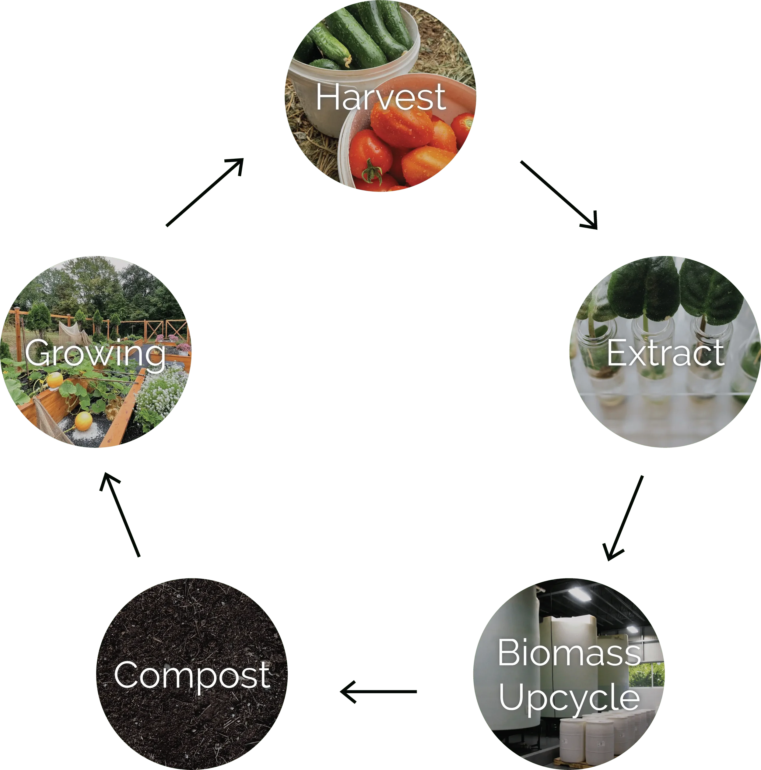 A diagram of the composting process showing harvesting vegetables, growing plants, composting organic matter, extracting biomass, and upcycling materials.