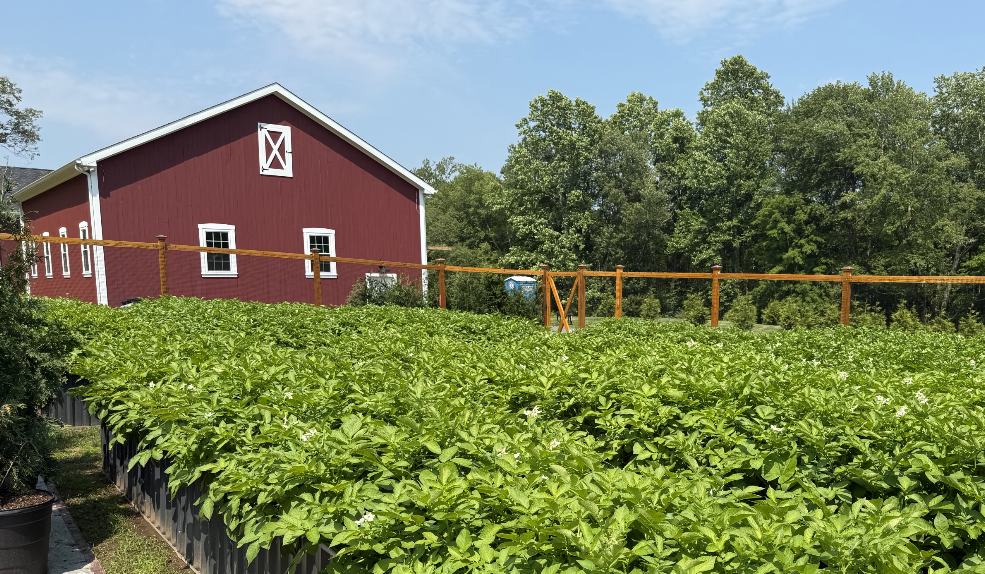 A red barn with white trim and a white crossbuck vent in a green yard, with rows of leafy plants and trees in the background under a blue sky.