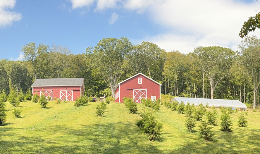 A rural scene with two red barns, a greenhouse, and a field of young trees on a grassy slope under a blue sky with clouds.