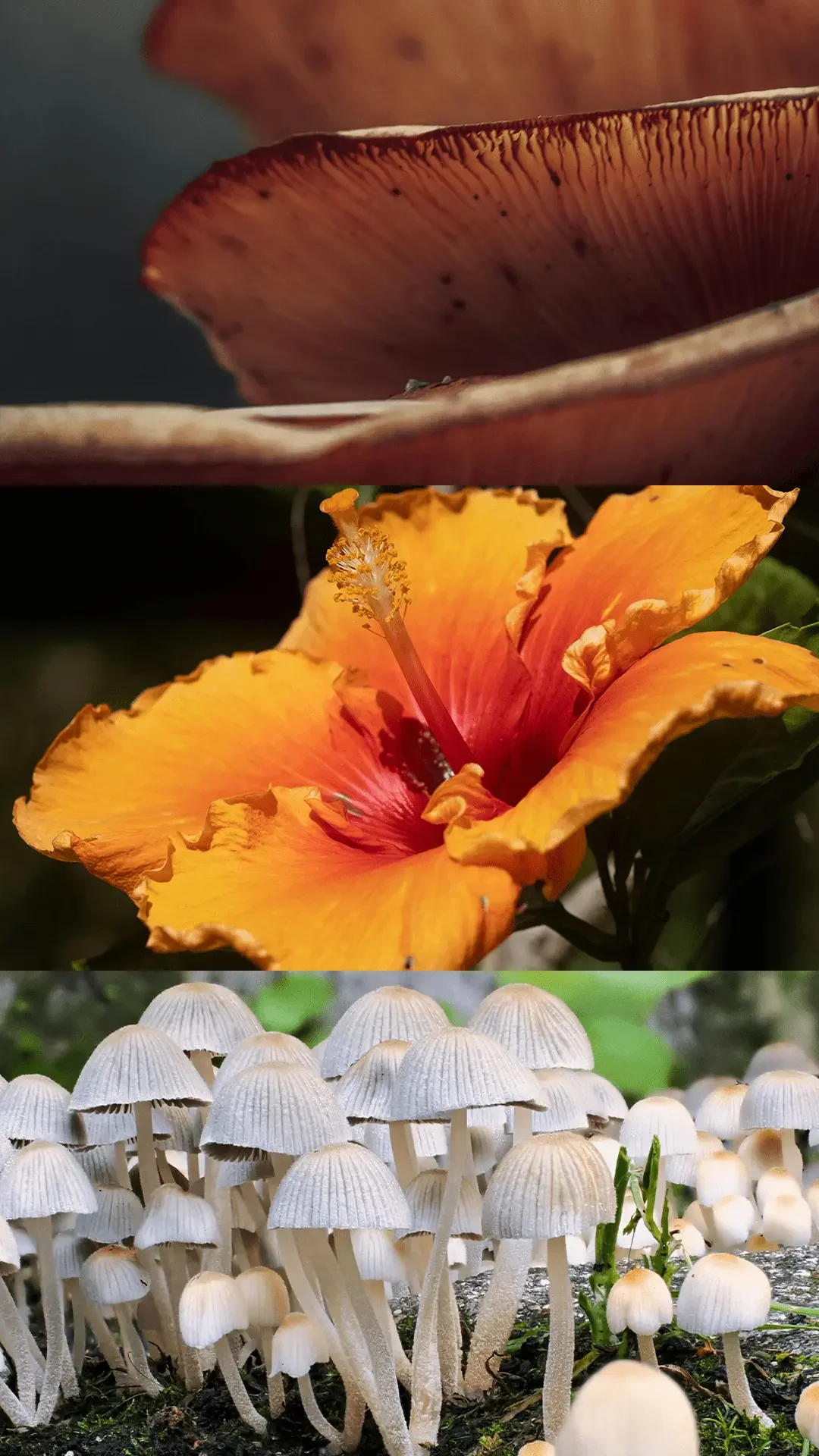 Concentrated Extracts with Active Material