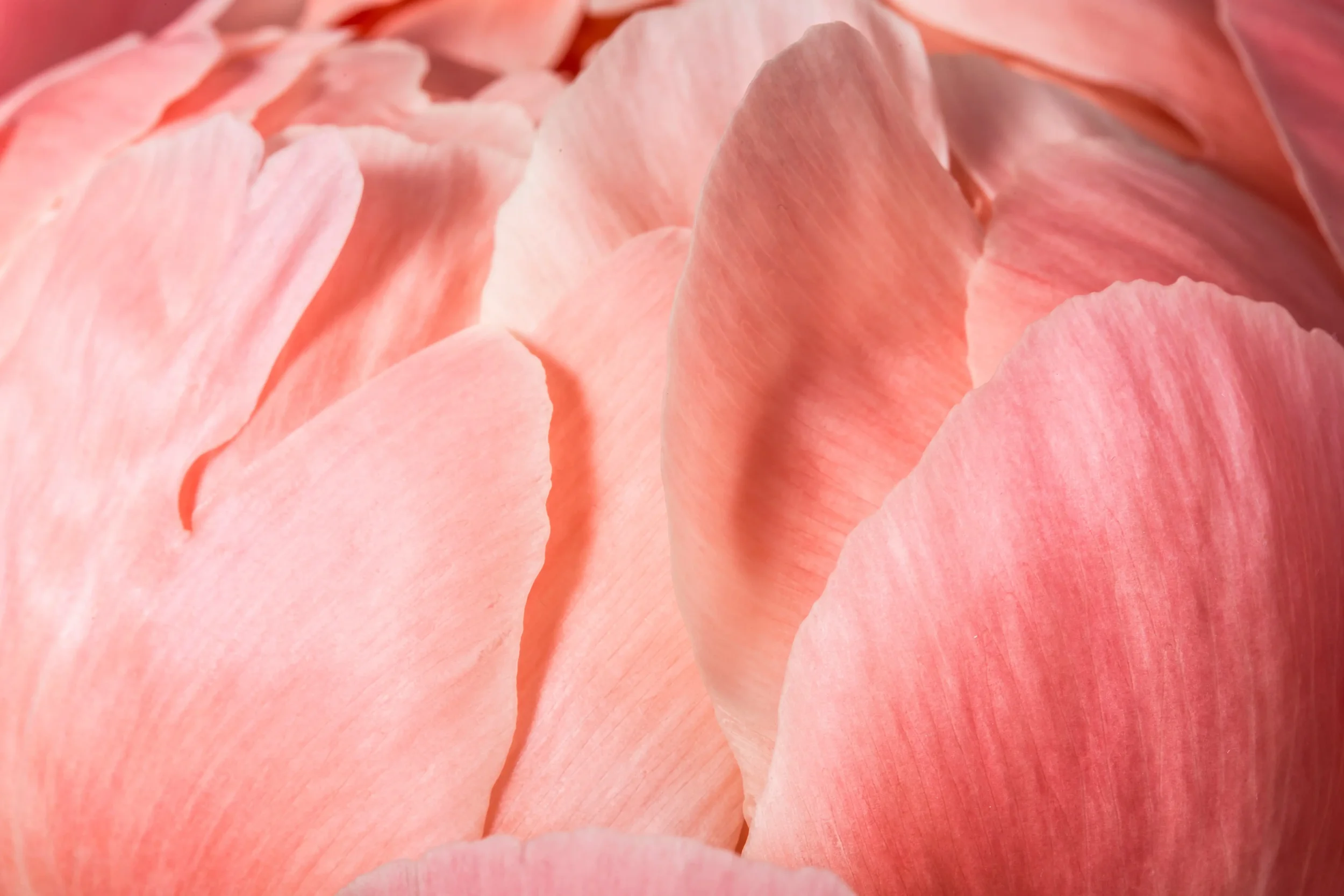 Natural Fragrances & Synthetic Fragrances Manufacturer | Fragrance Manufacturer USA