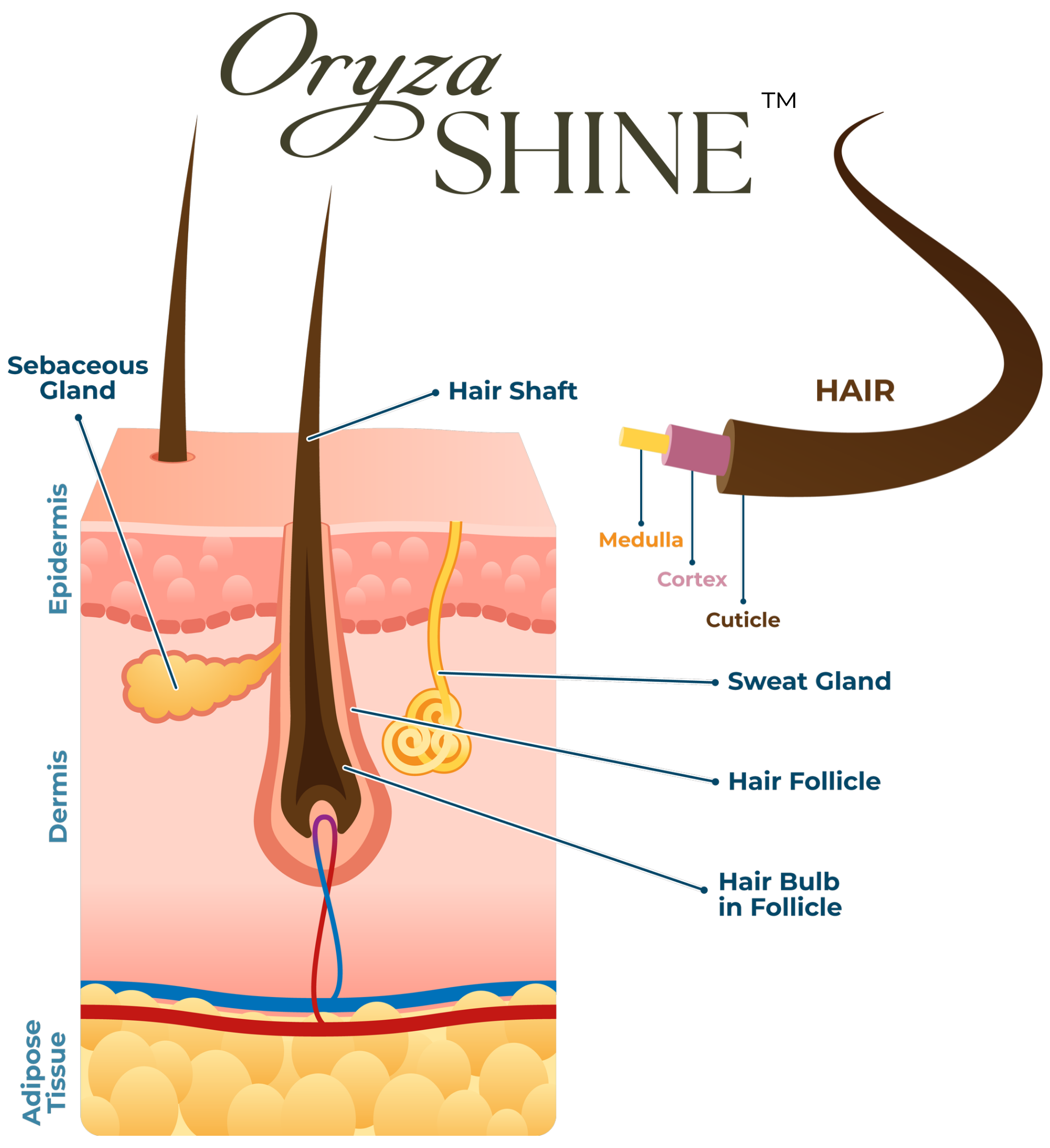 Diagram of a hair follicle showing layers such as epidermis, dermis, sebaceous gland, hair shaft, cortex, medulla, cuticle, sweat gland, hair follicle in follicle, and hair bulb in follicle.