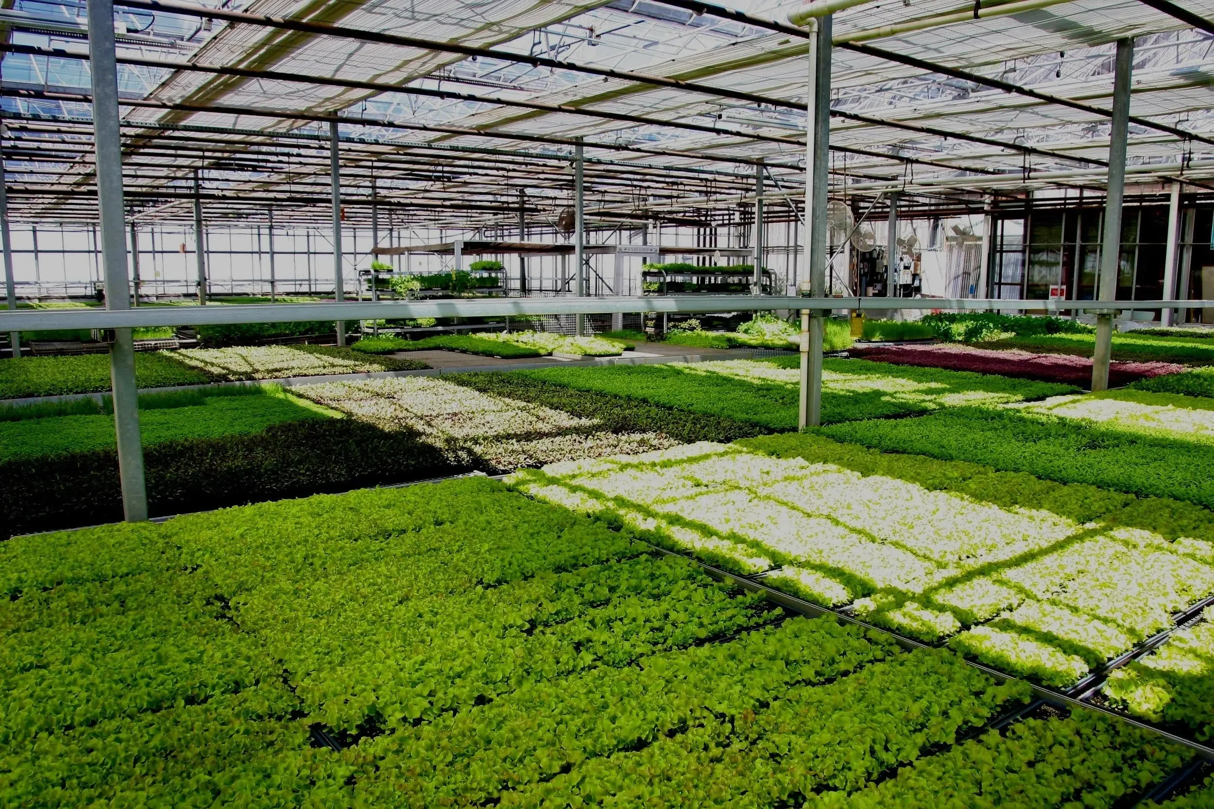 Sustainable Ingredients to Use in Consumer Products