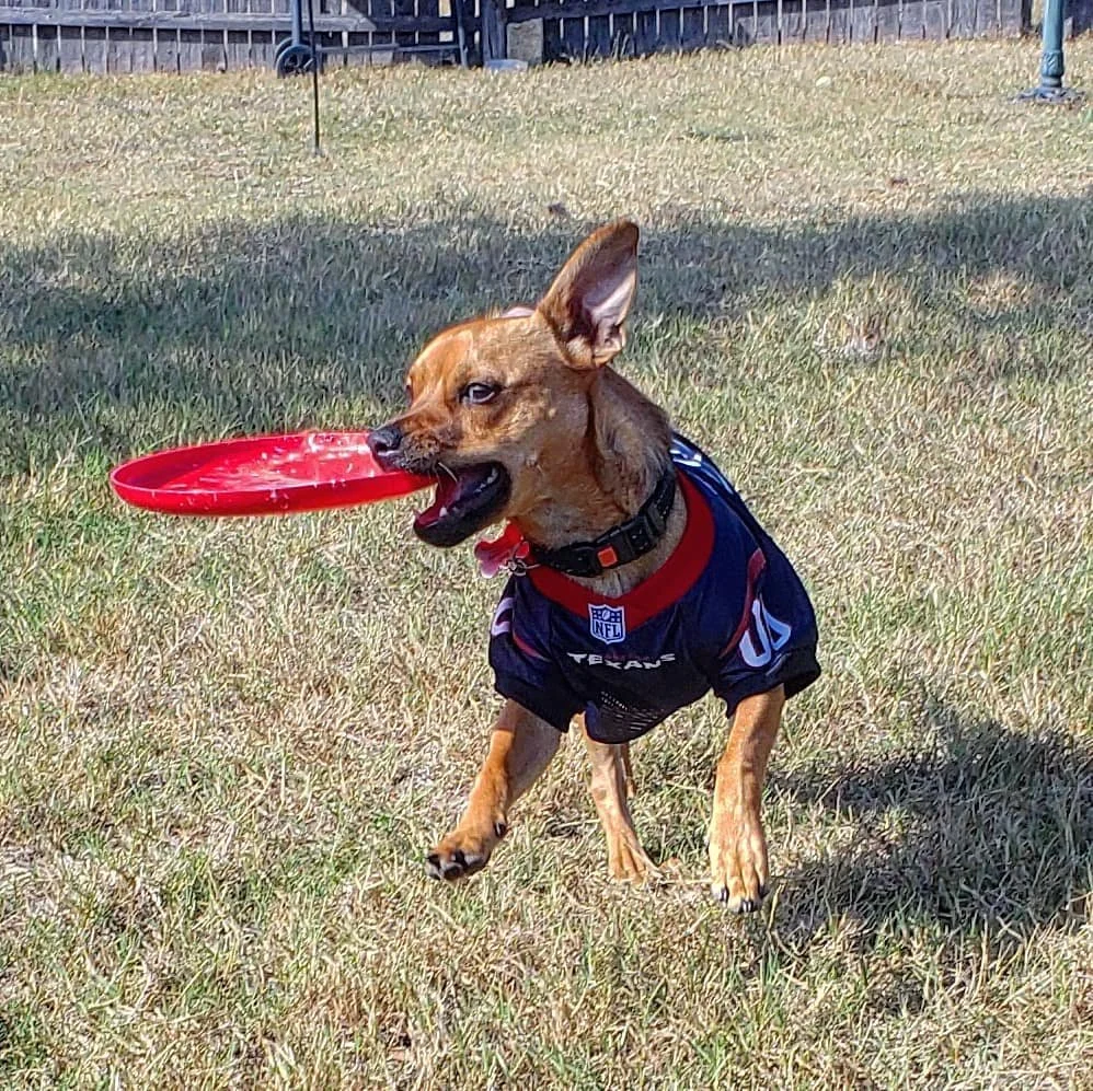 Go Texans! I'm Ready for WR! (2020). The week he upgraded the tennis ball for the frisbee. He's never looked back.
