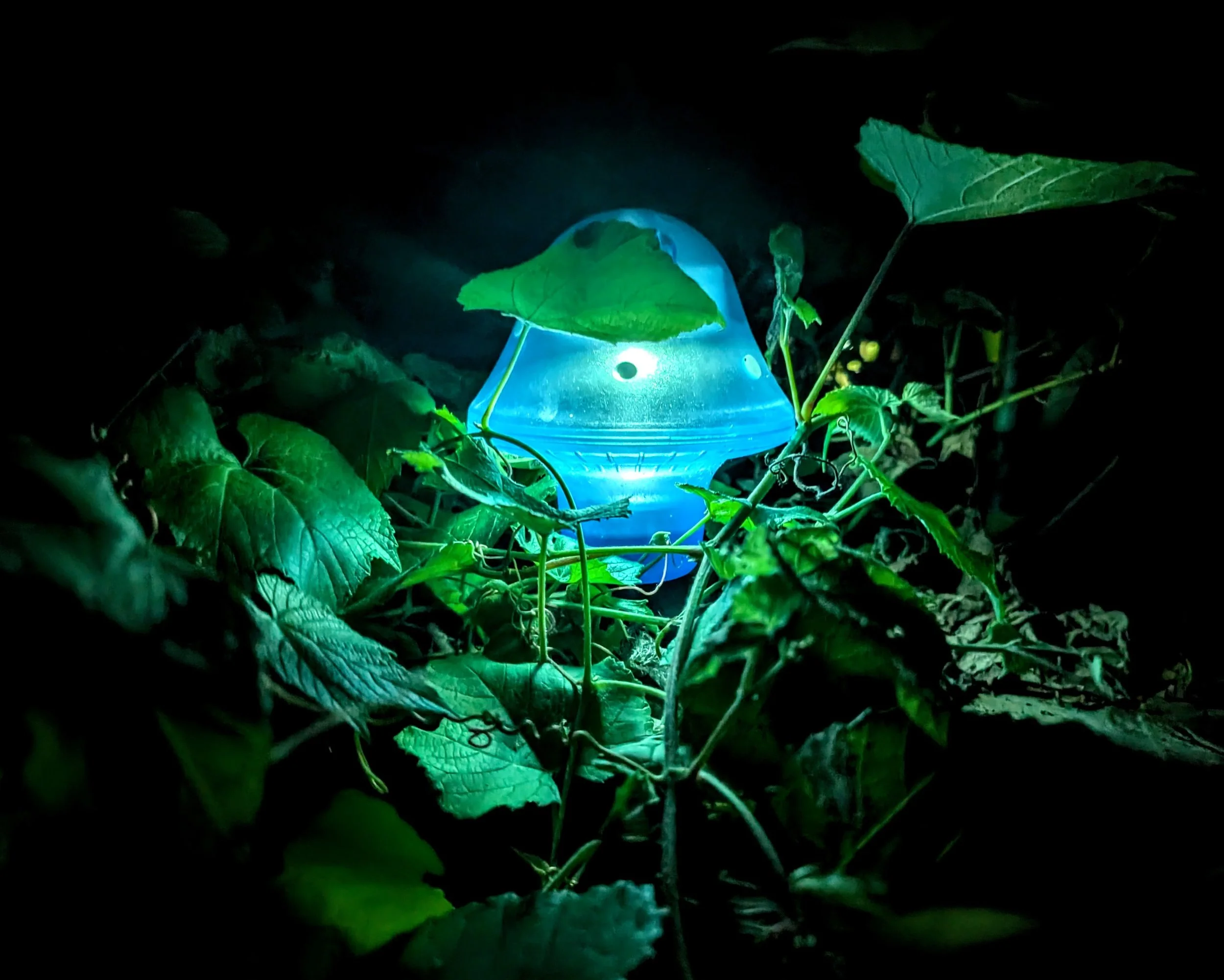 A Smaller World (2025). Sometimes the moment shows itself in growth and vibrance from the darkness. Currently on display at the Austin Public Library - Carver Branch.