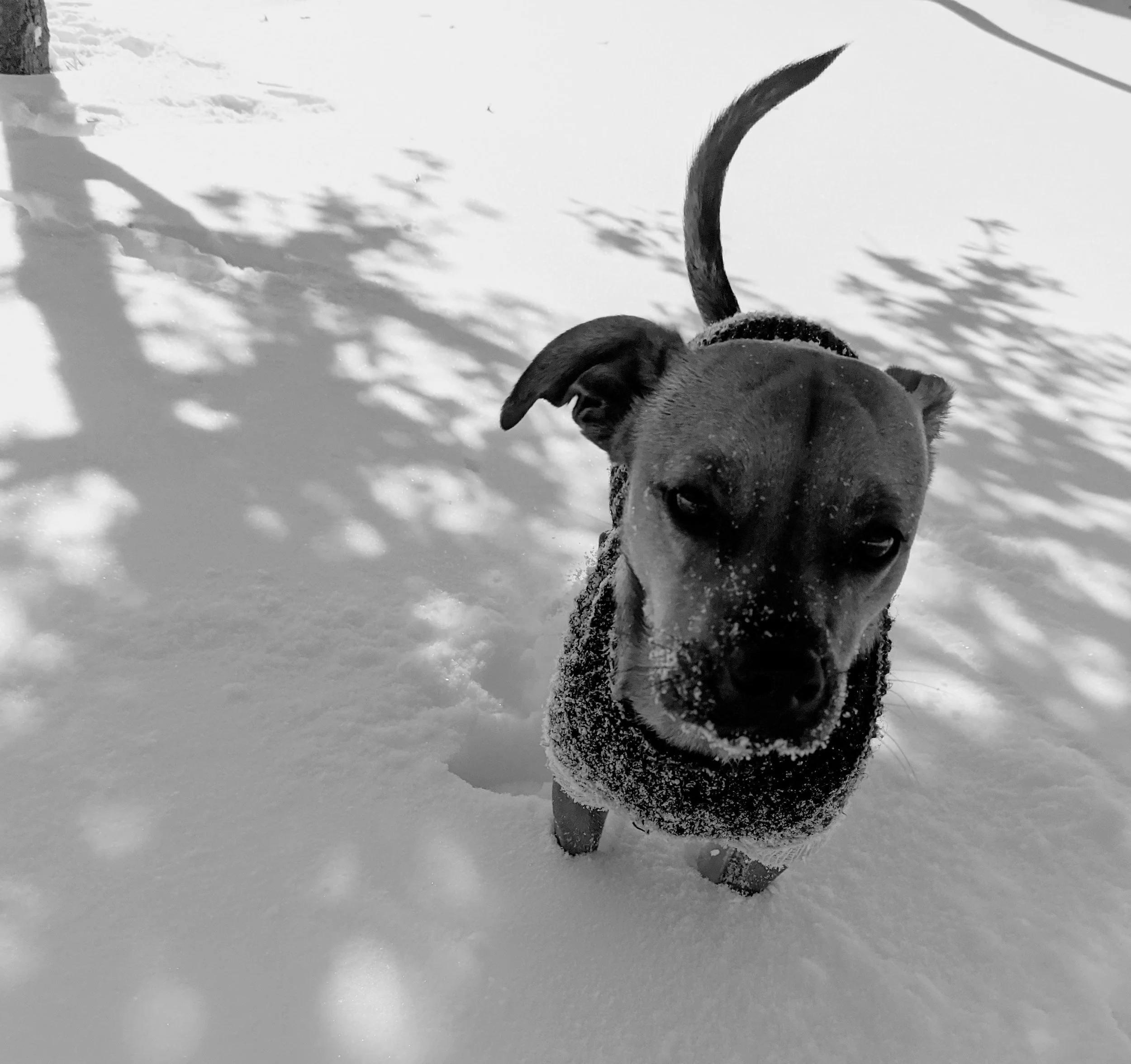 Snow Dog 1 (2021). His first experience in the snow, a Texas dog is both excited and unsure. Currently on display at the Austin Public Library - Carver Branch. 