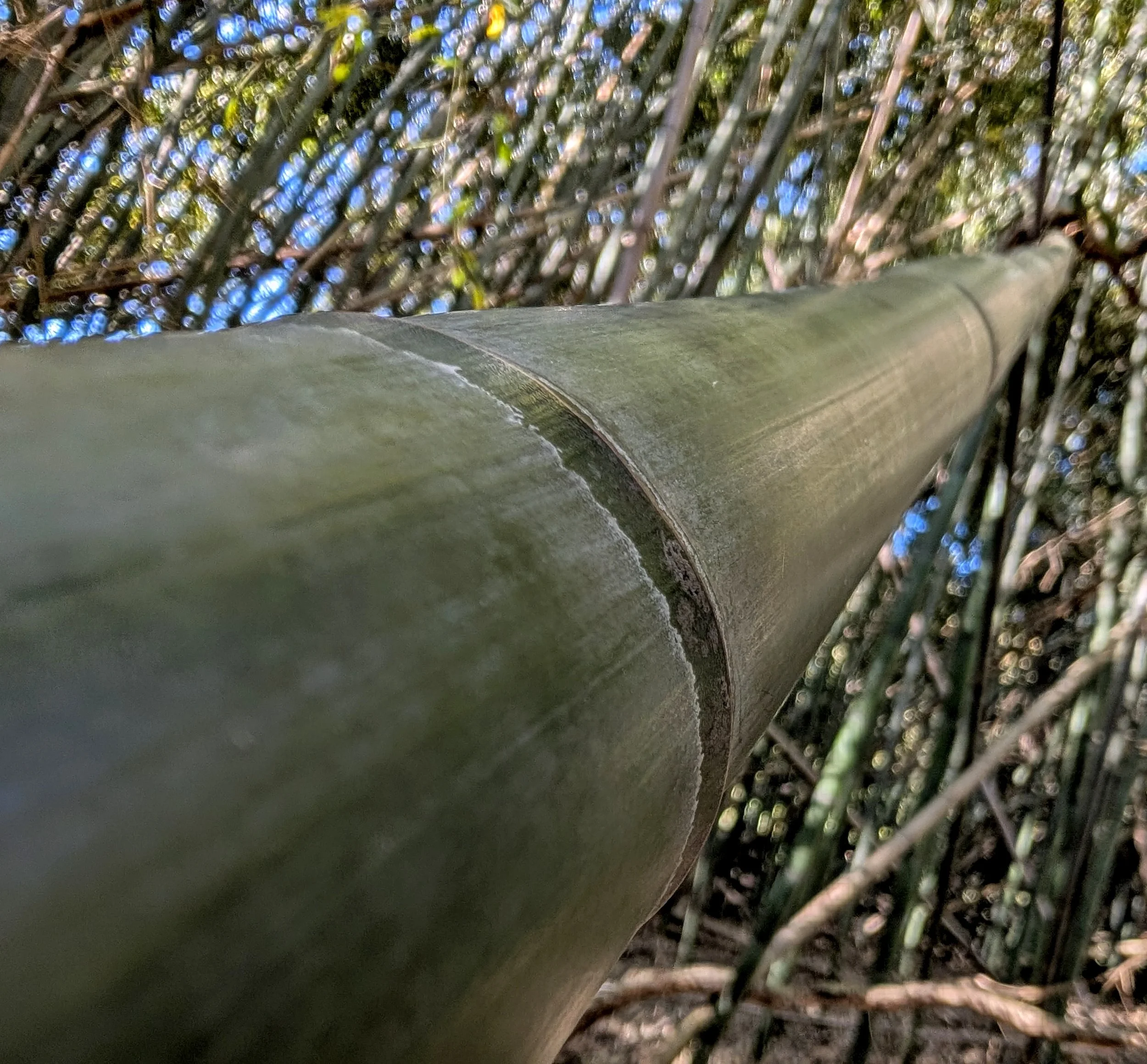 Bamboo Shot (2025). Reaching into the blue sky, competing for sunlight - the bamboo of Avery Island, LA stands out. Currently on display at the Austin Public Library - Carver Branch.