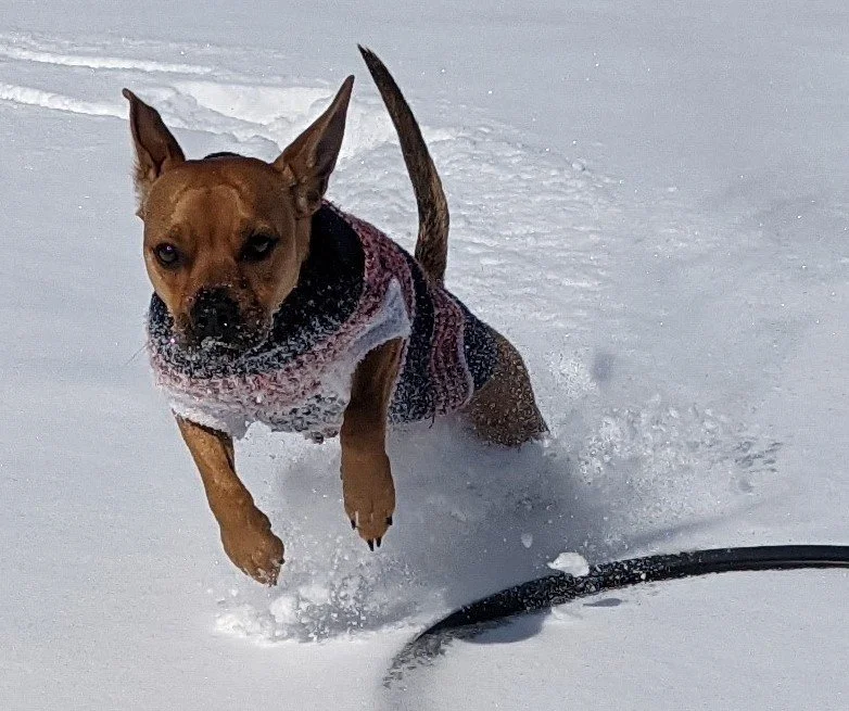 Snow Dog 2 (2021). He had never seen the snow before, but he found his natural environment. He's never as speedy as when he's in the snow.