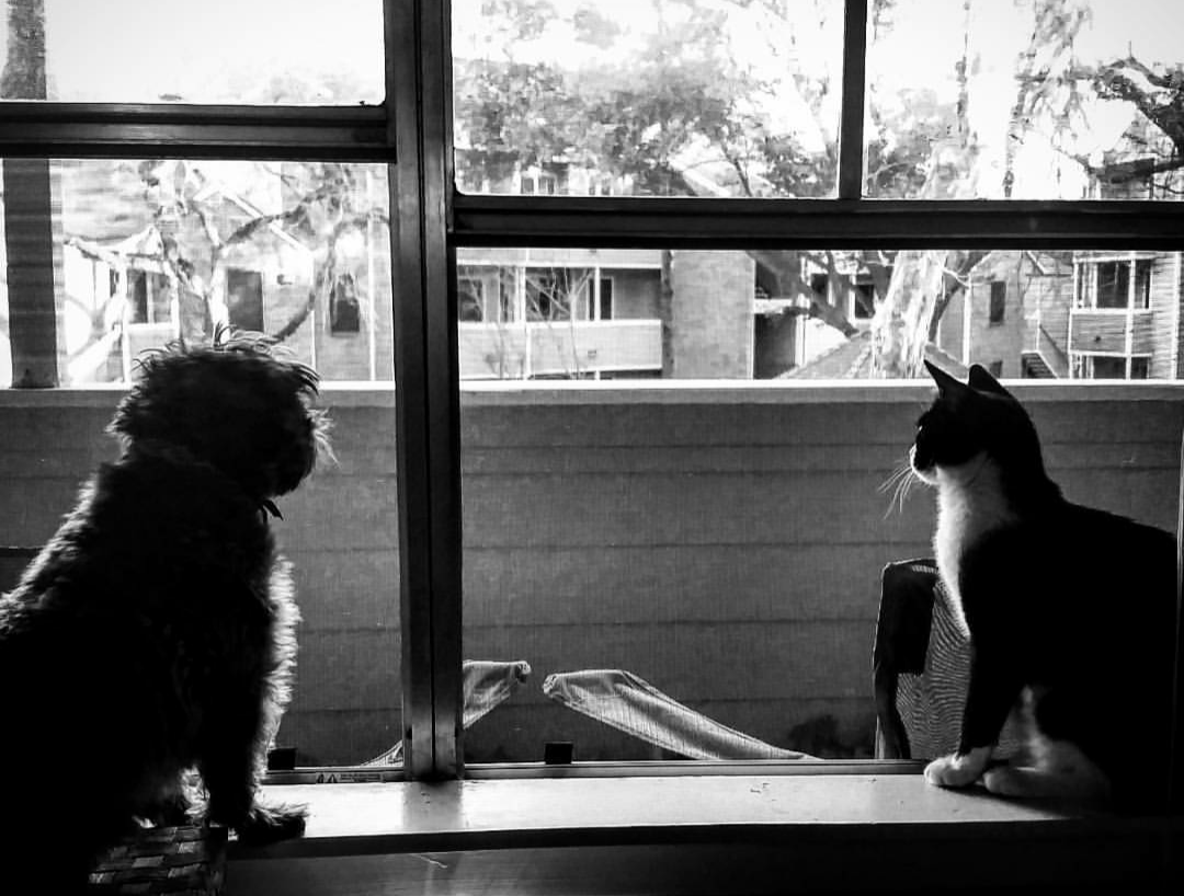 Friends in the Window (2017). From this perch, they learned about the outside world together.