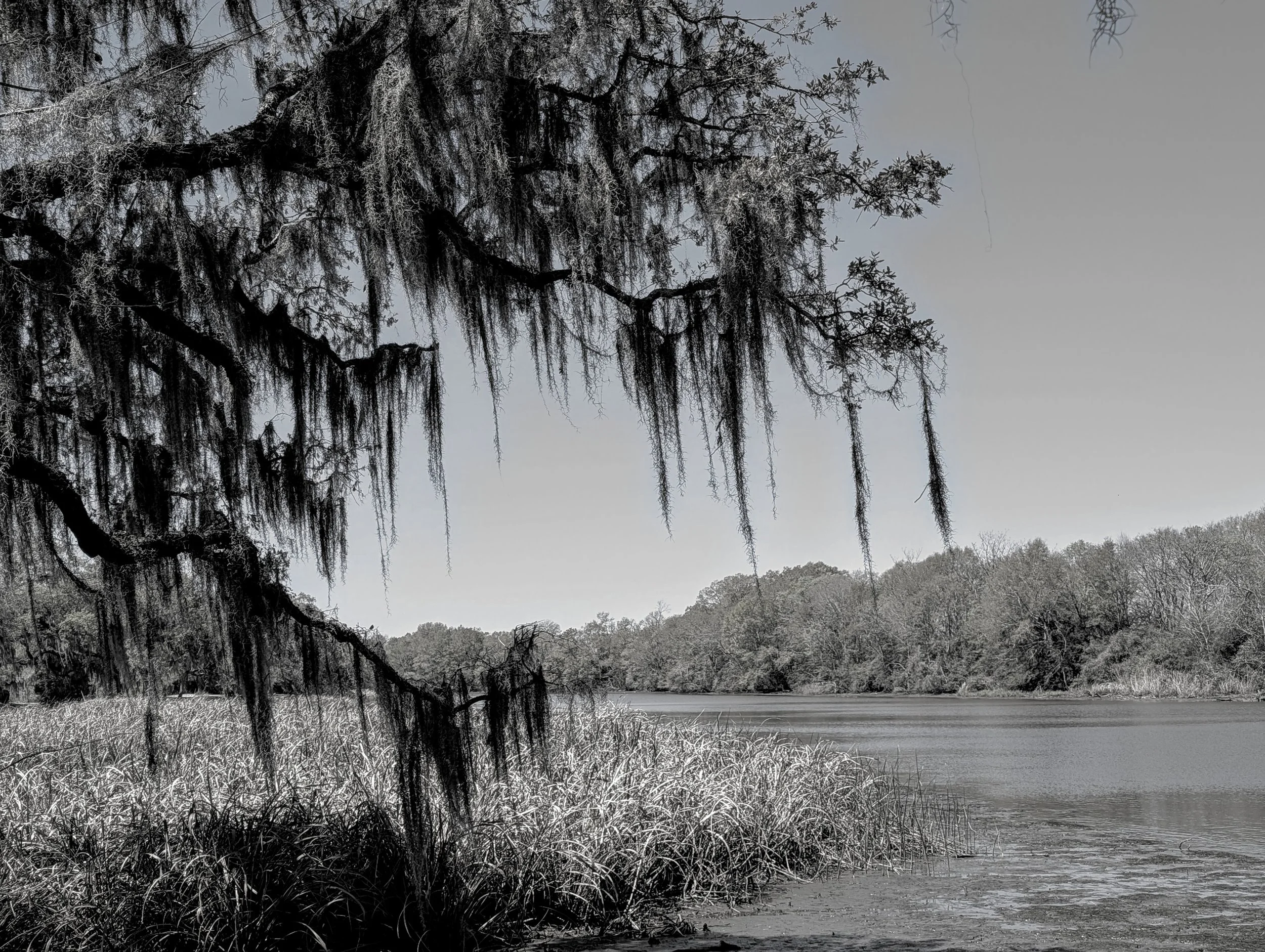 Southern Rest (2025). On the shore of Jungle Island, LA. The solitude of the space highlighted the flow of the water on the air.
