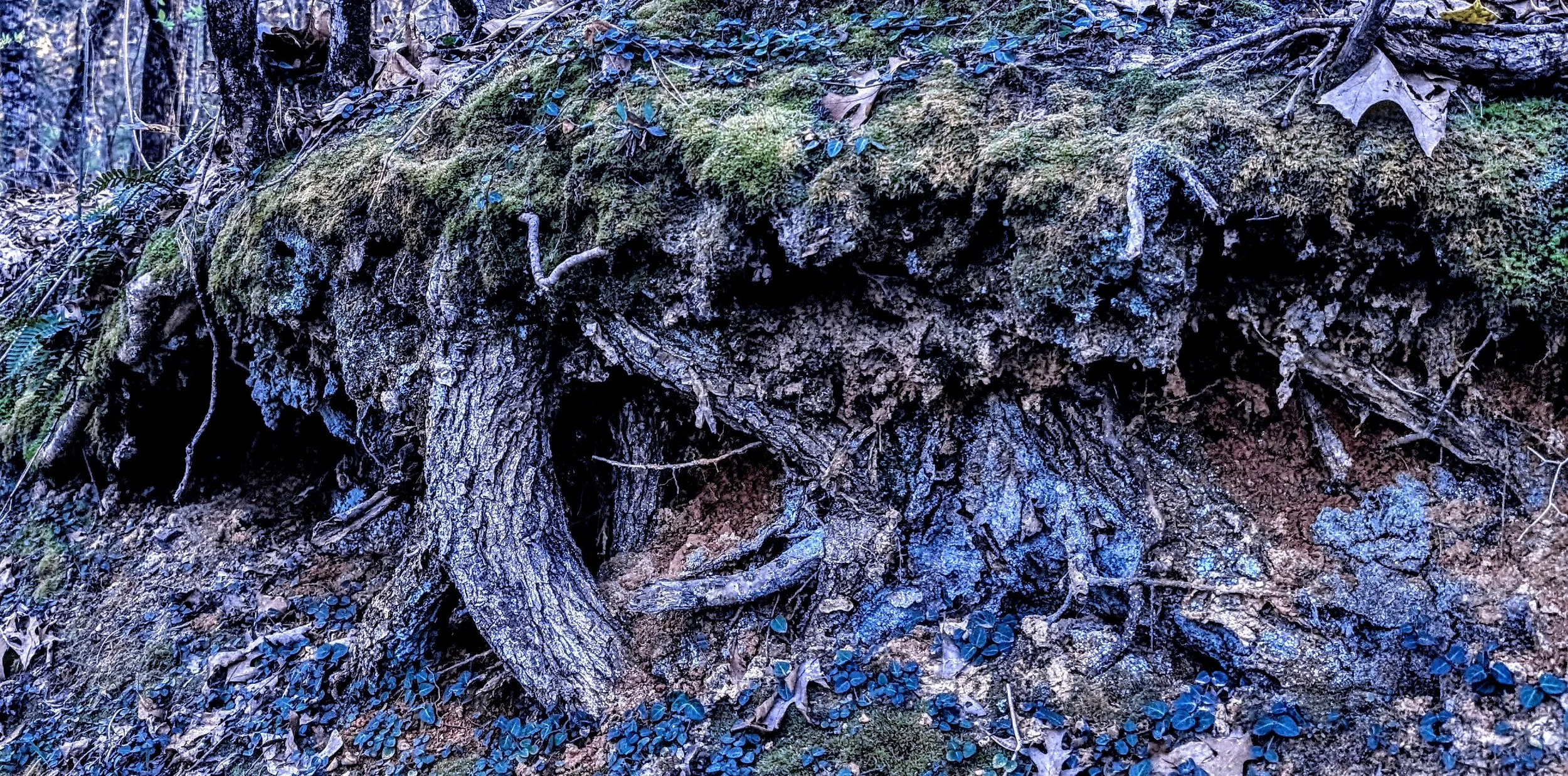Hobbitses? (2025) - A shot of imagination taken near Driscoll Mountain, LA, edited for the moment of inspiration. One never knows what one will find in the roots of a tree. Currently on display at the Austin Public Library - Carver Branch.