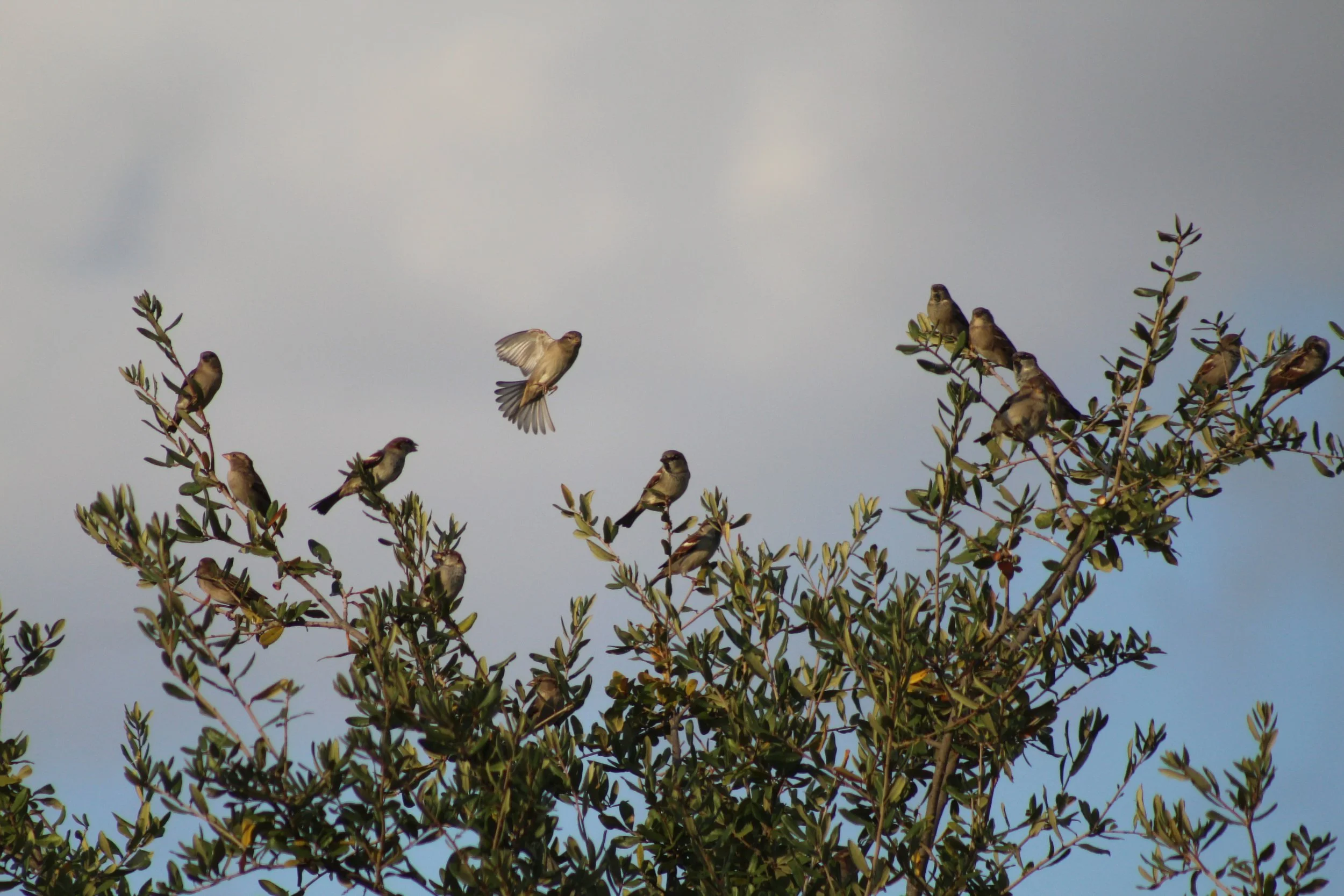In Flight (2019). The moment before take-off, a leader takes charge. Currently on display at the Austin Public Library - Carver Branch.